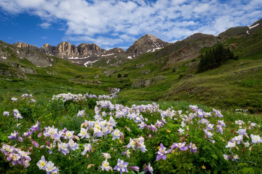 American Basin Columbine Landscape by Tom Heywood Photography