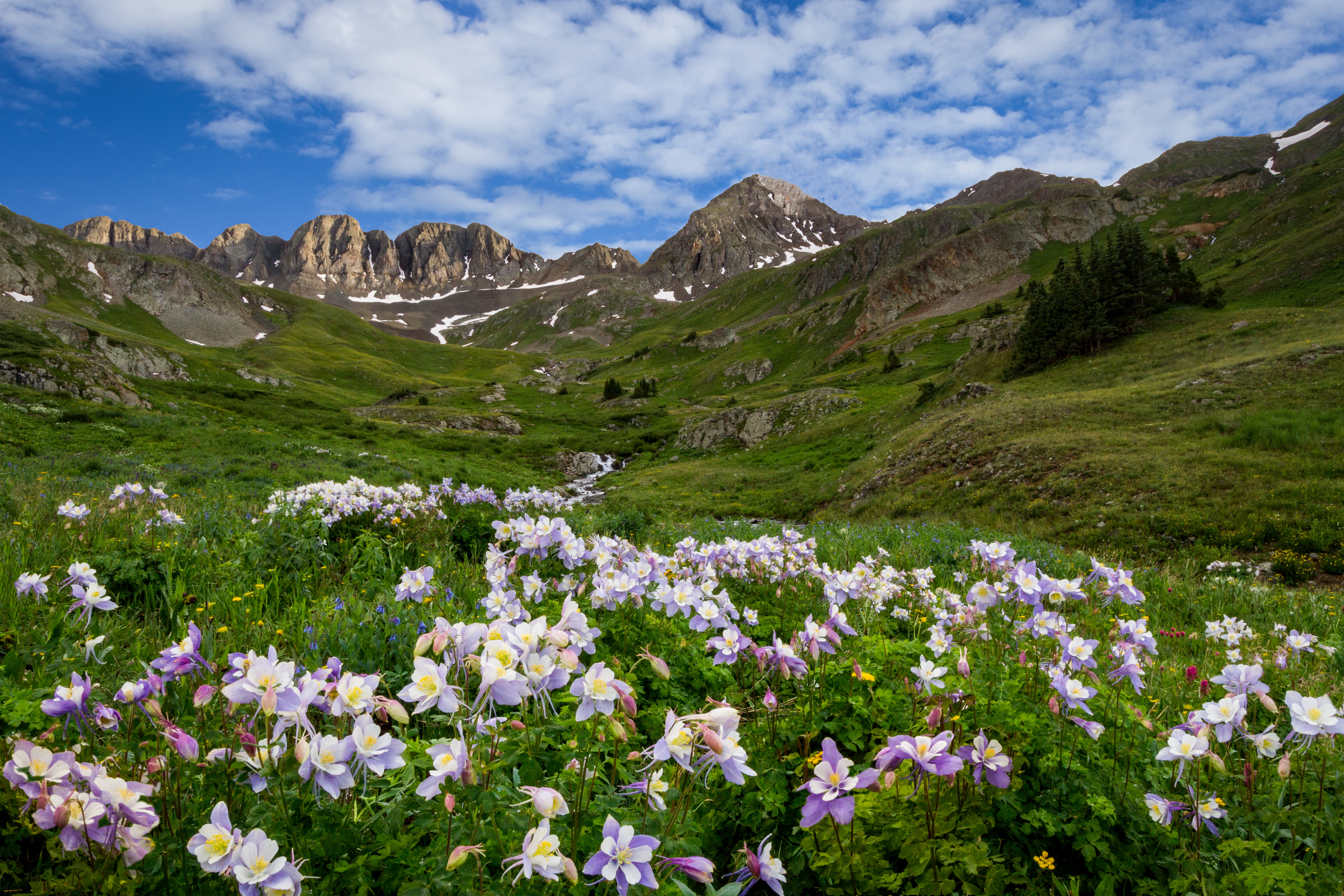 American Basin Columbine Landscape by Tom Heywood Photography