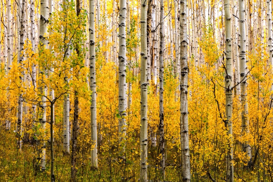 Fall Colors fine art landscape photography collection by Tom Heywood Photography