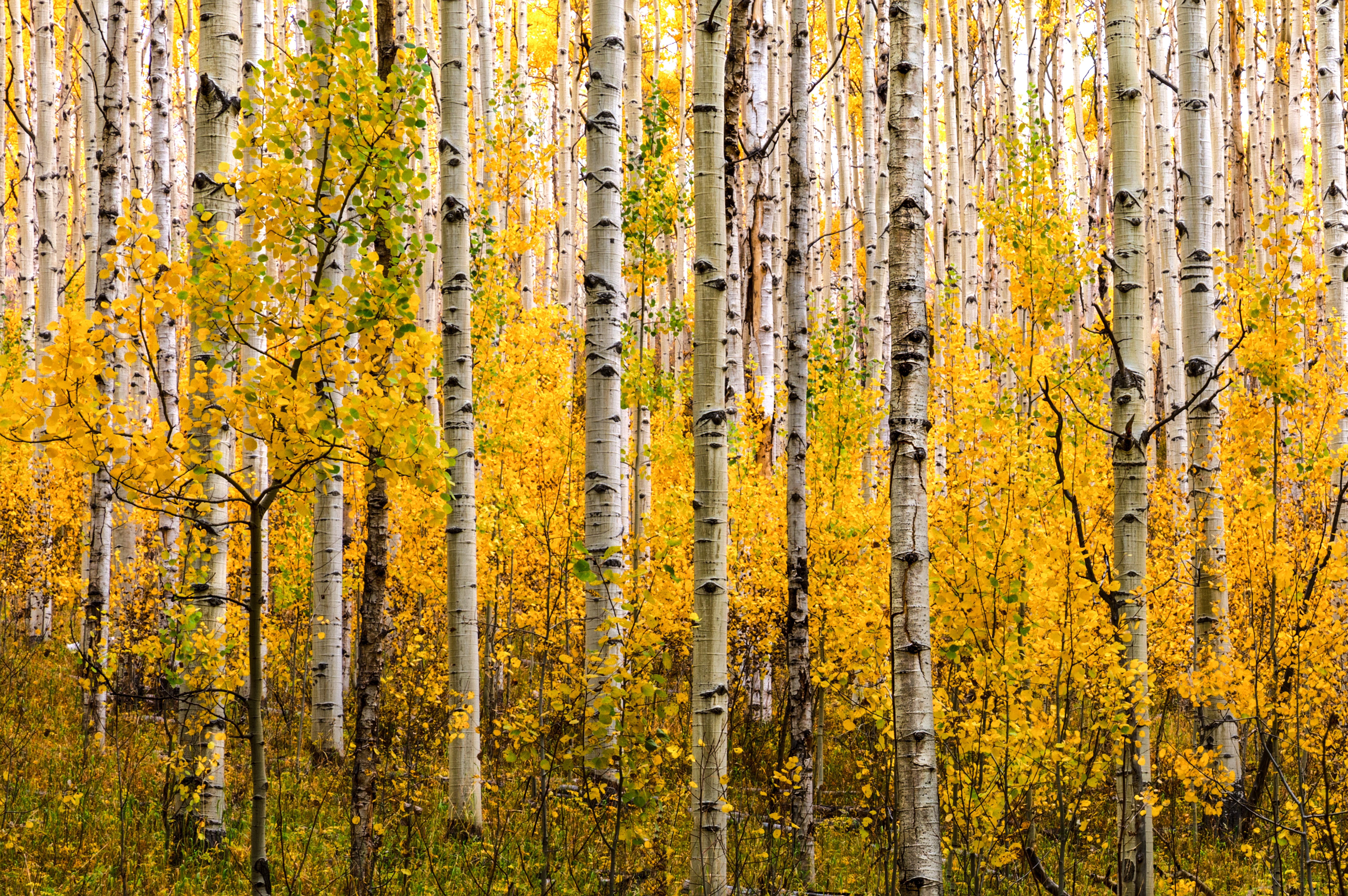 Nerw Growth Aspens by Tom Heywood Photography