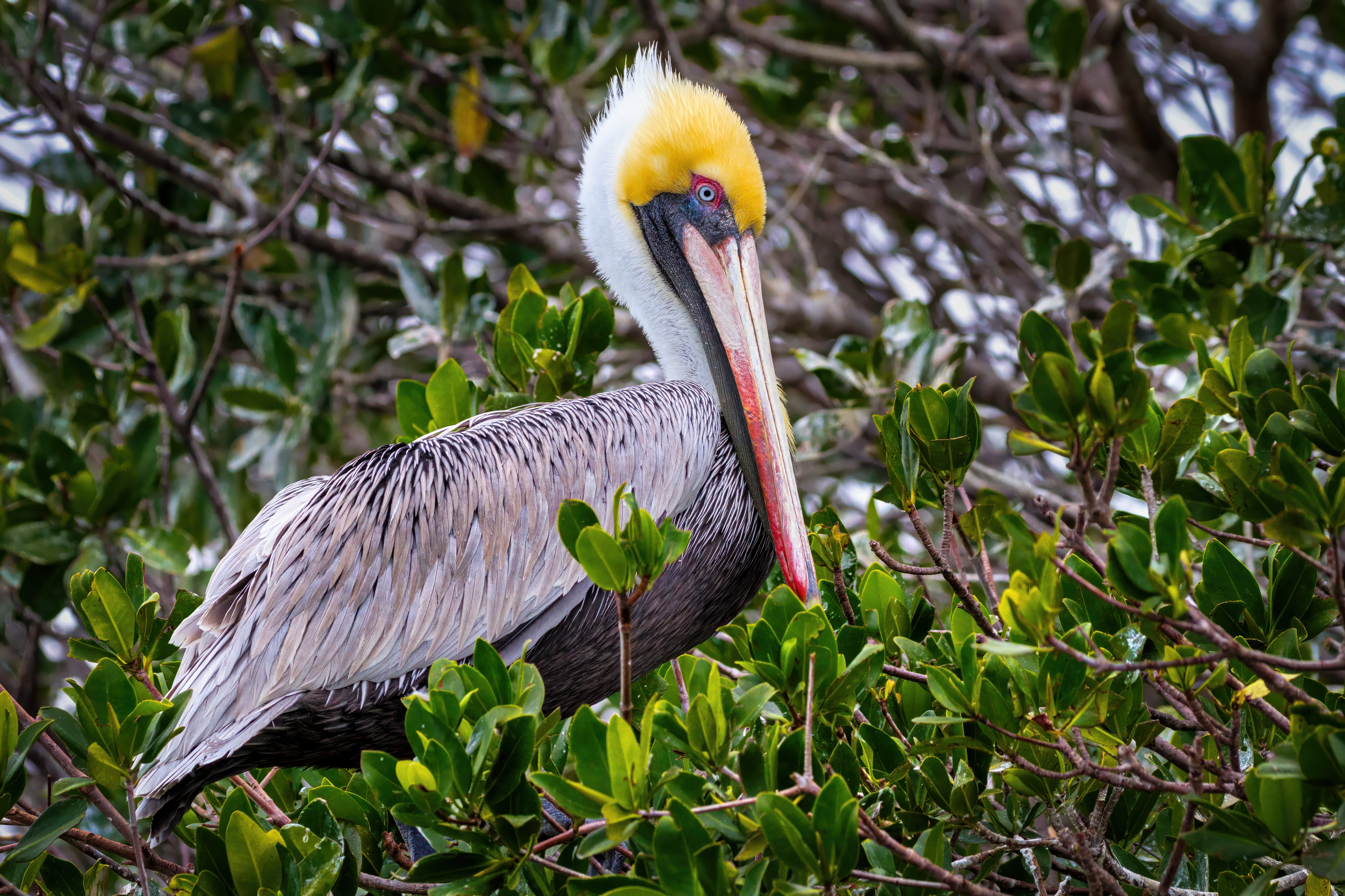 Brown Pelican by Tom Heywood Photography