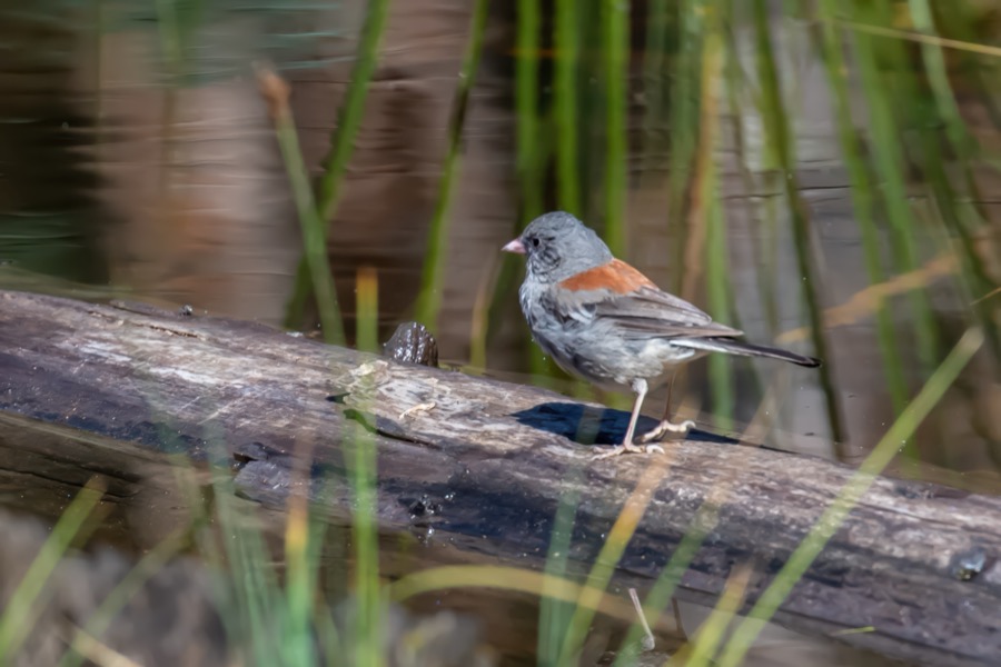Rocky Mountain Junco by Tom Heywood Photography