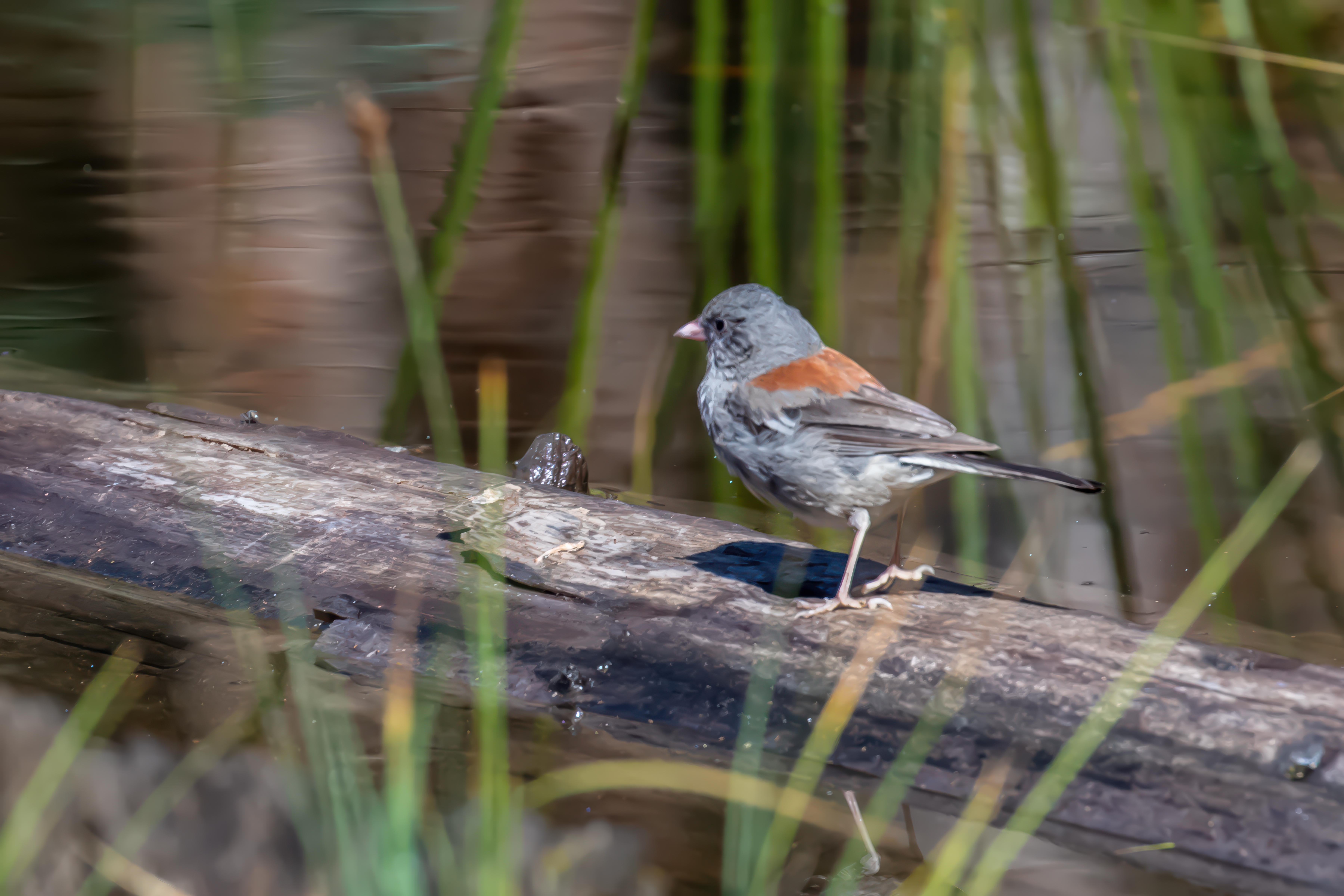 Rocky Mountain Junco by Tom Heywood Photography