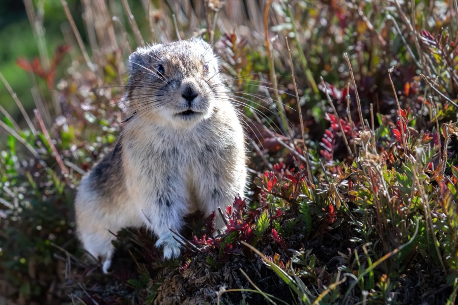 American Pika by Tom Heywood Photography