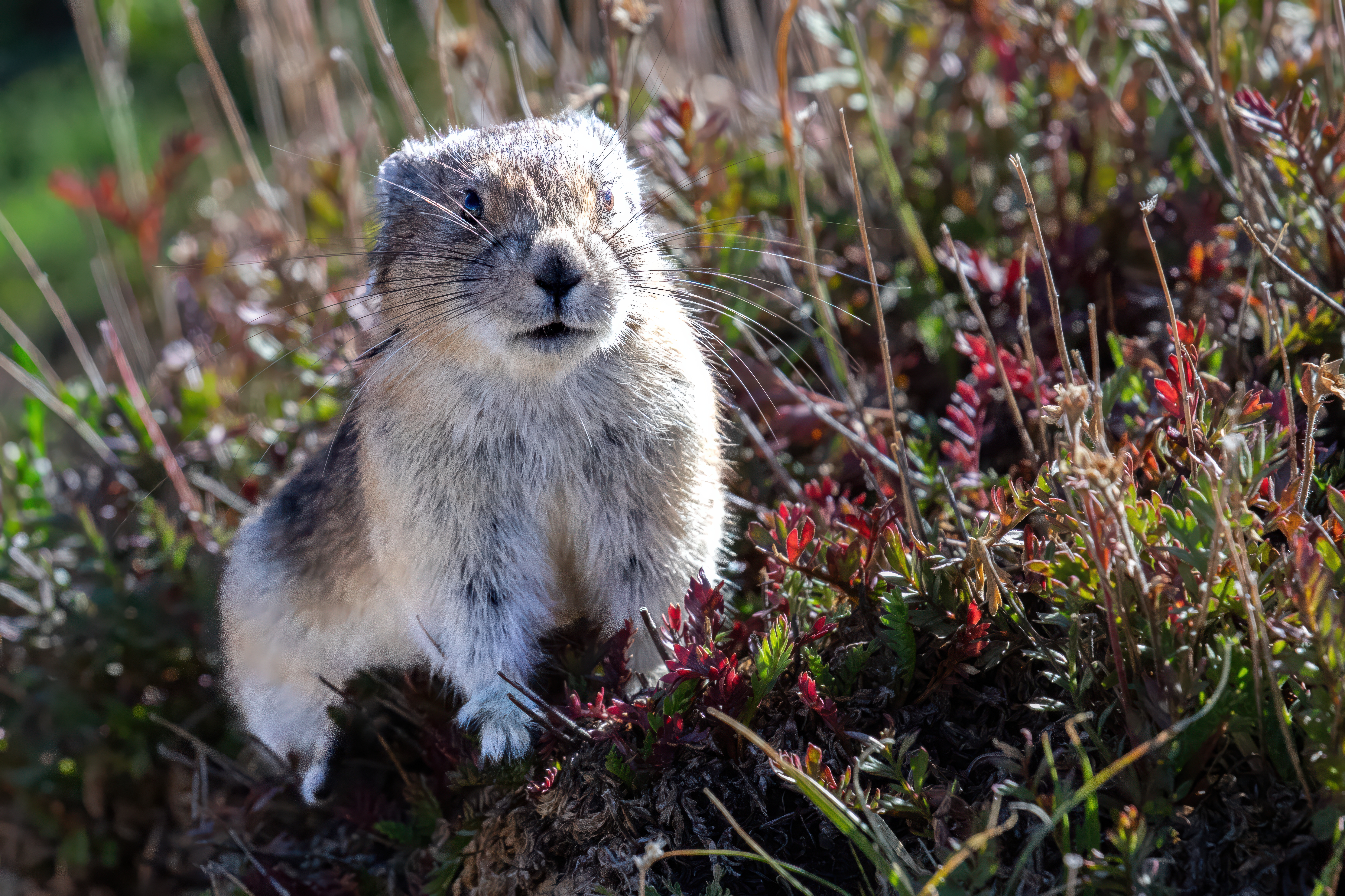 American Pika by Tom Heywood Photography
