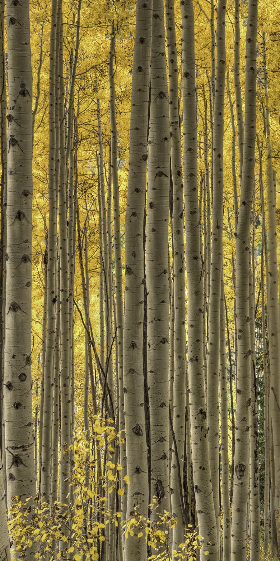 Tall Aspens Vertical Pano by Tom Heywood Photography