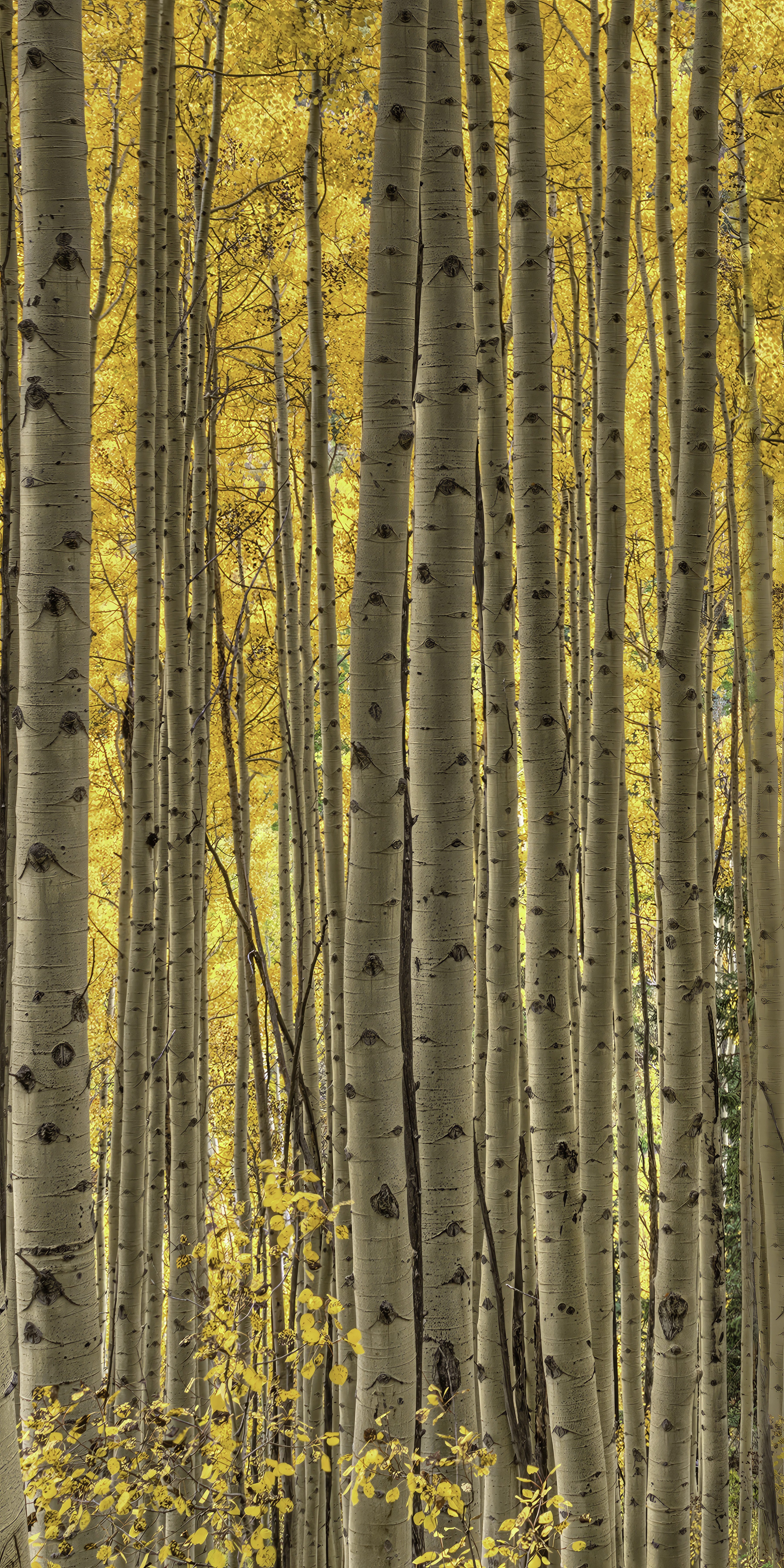 Tall Aspens Vertical Pano by Tom Heywood Photography
