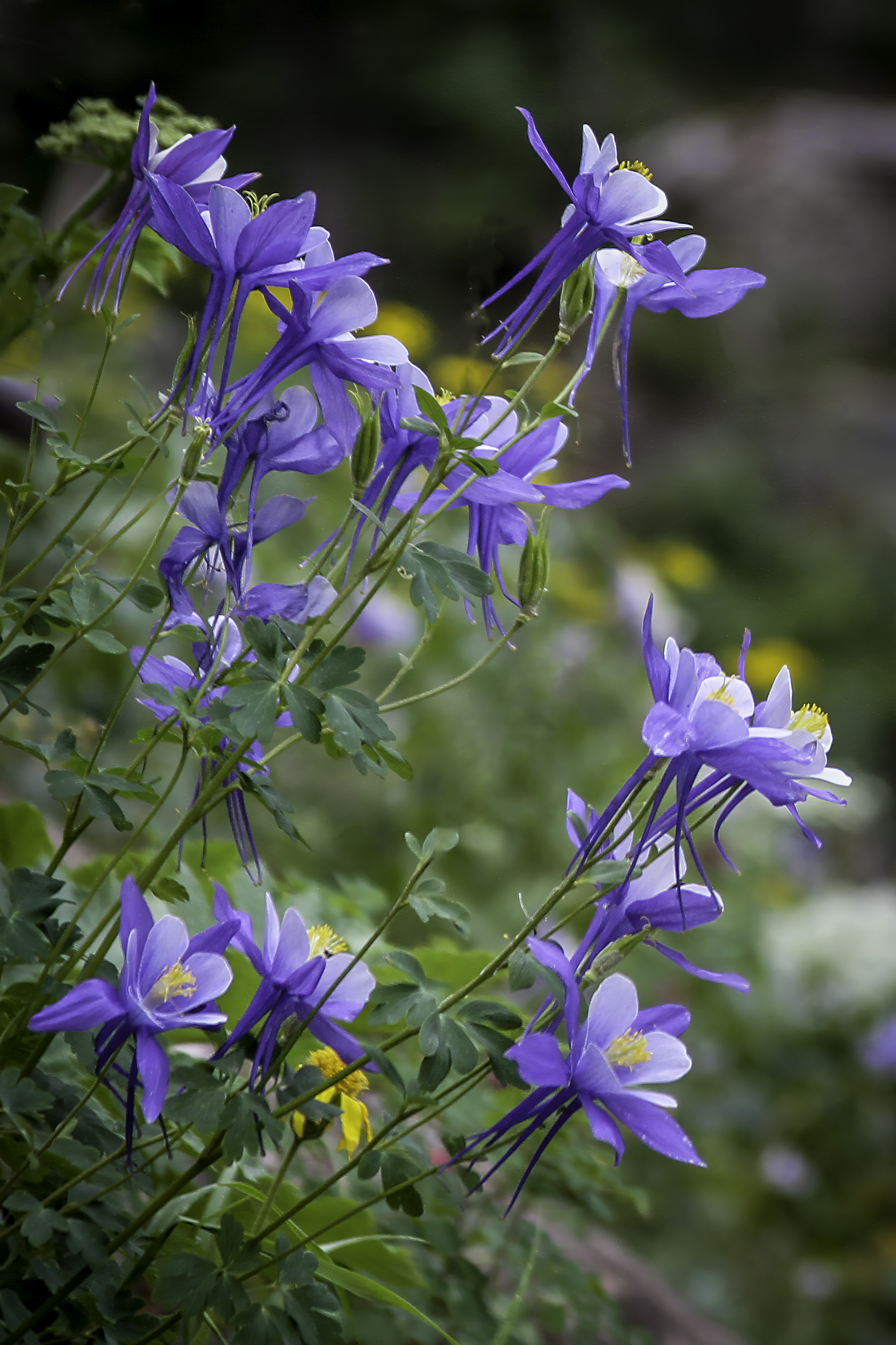 Columbine Patch by Tom Heywood Photography