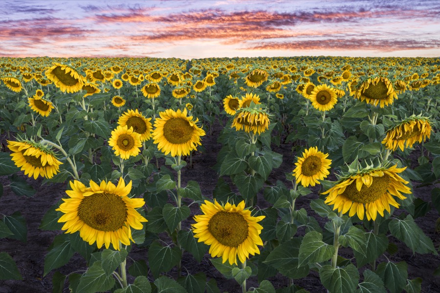 Sunflower Sunrise by Tom Heywood Photography