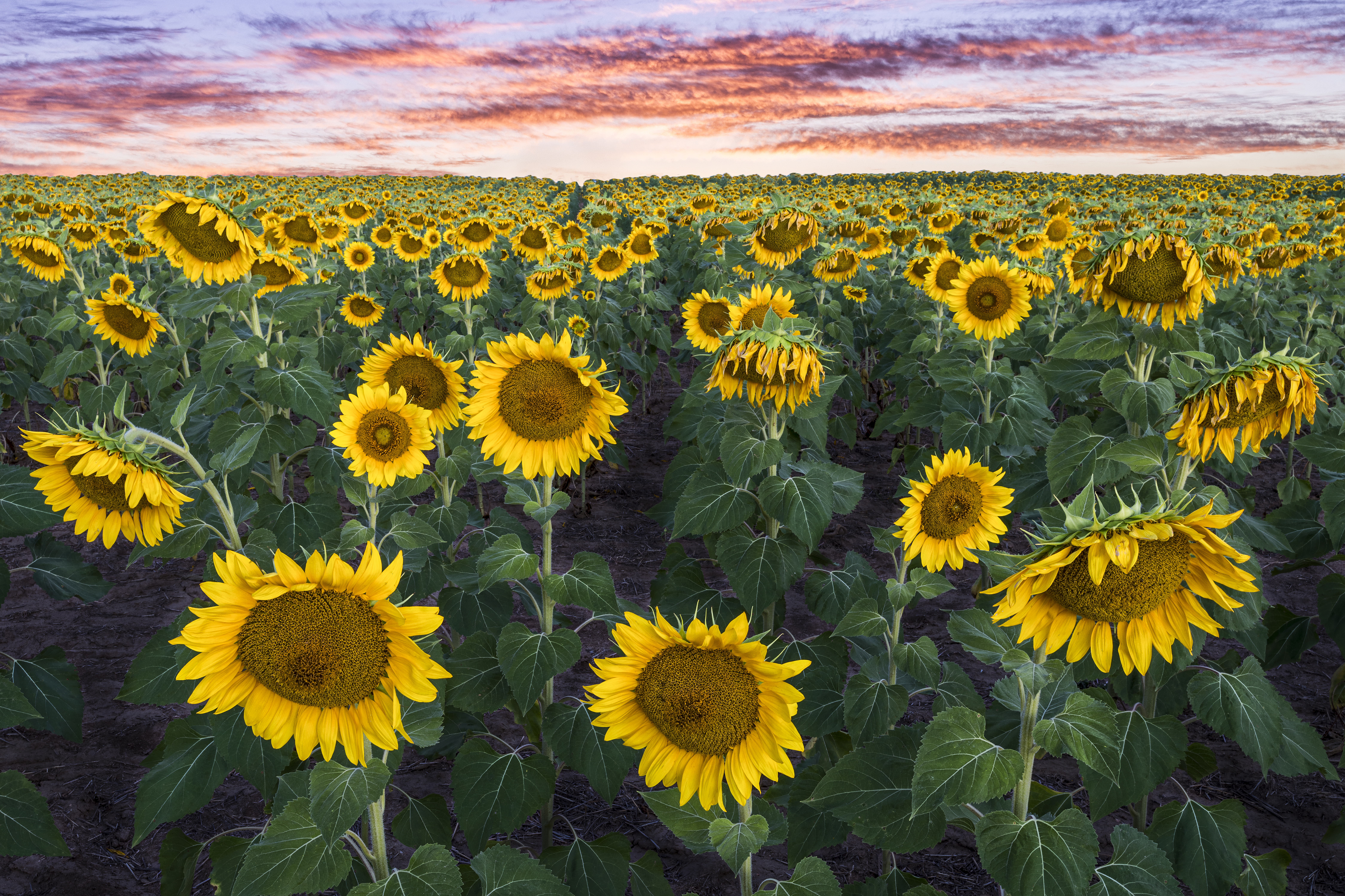 Sunflower Sunrise by Tom Heywood Photography