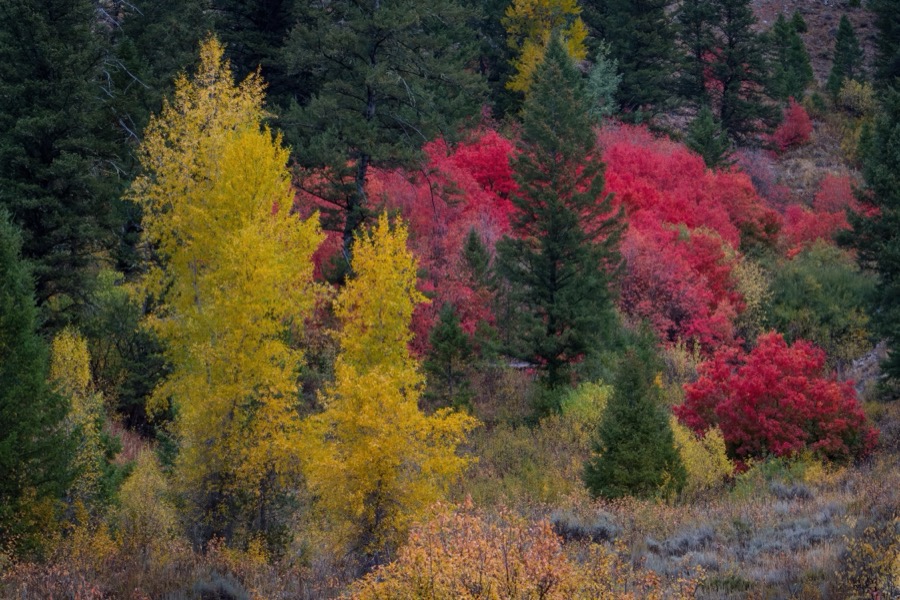 Wyoming Maples by Tom Heywood Photography