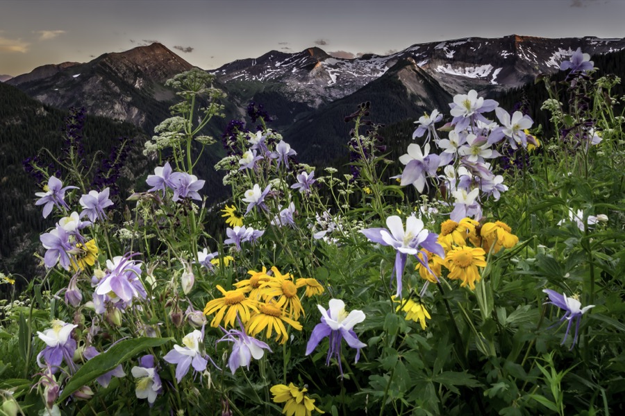Lead King Basin Bouqet by Tom Heywood Photography