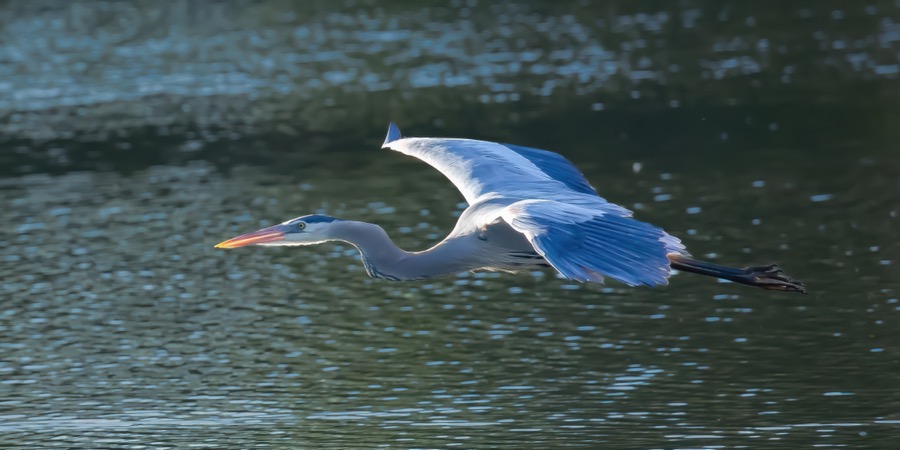 Great Blue Heron in Flight by Tom Heywood Photography