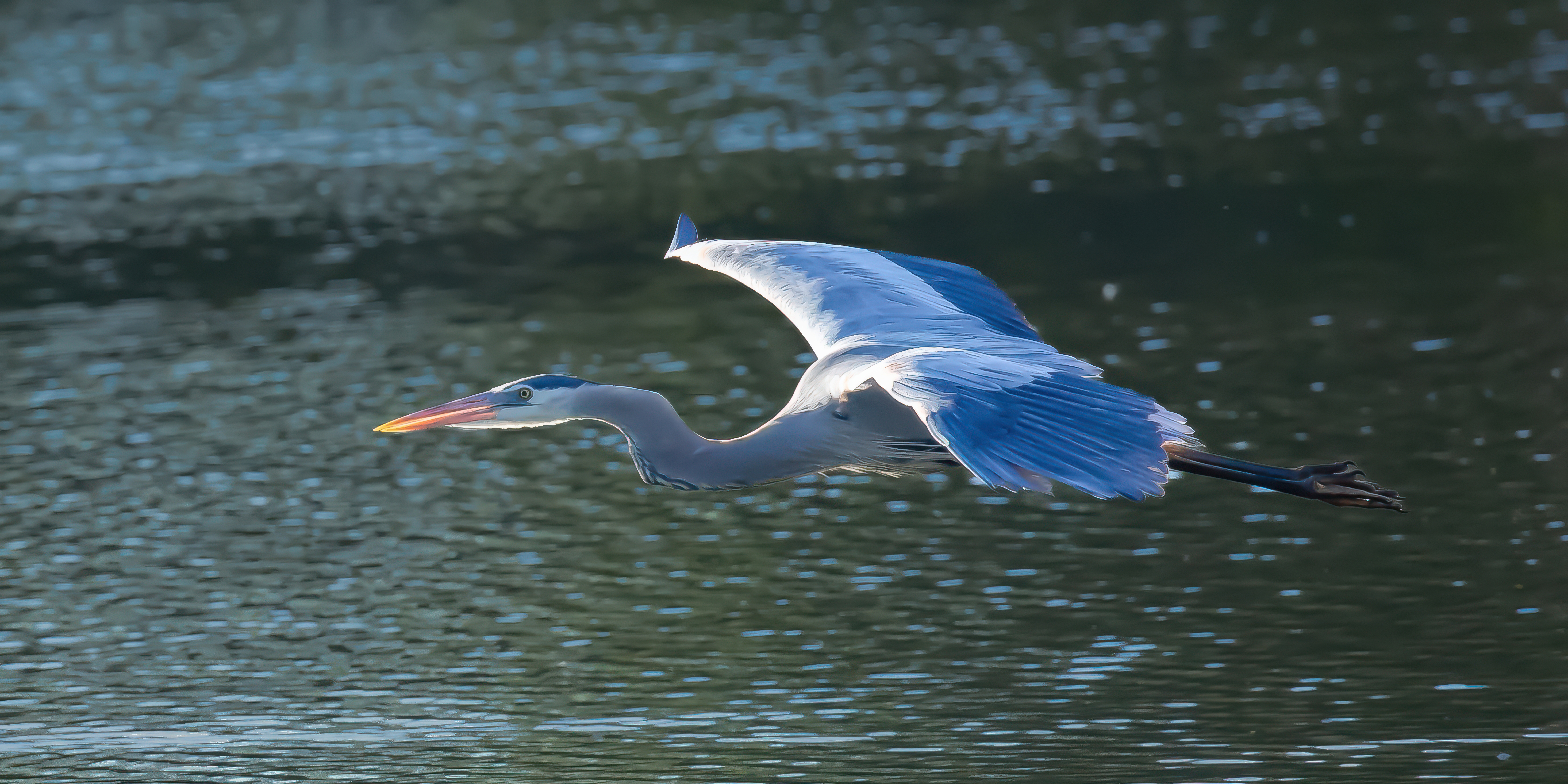 Great Blue Heron in Flight by Tom Heywood Photography
