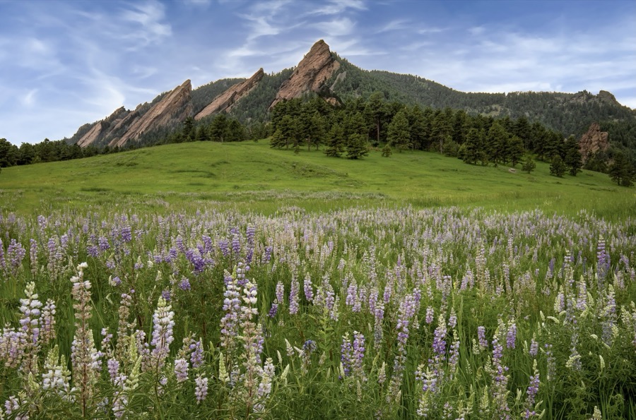 Flatiron Lupines by Tom Heywood Photography