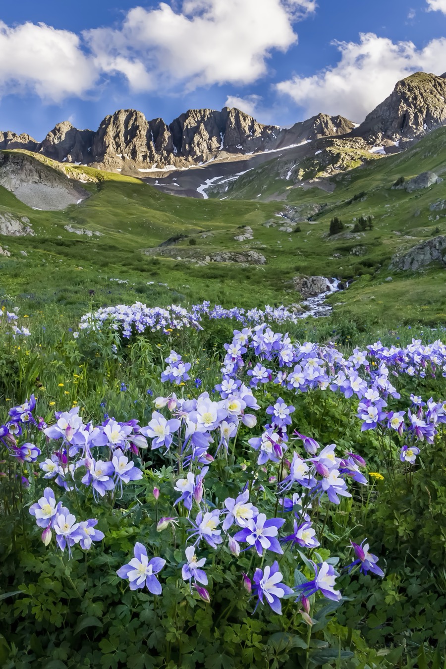 Wildflowers fine art landscape photography collection by Tom Heywood Photography