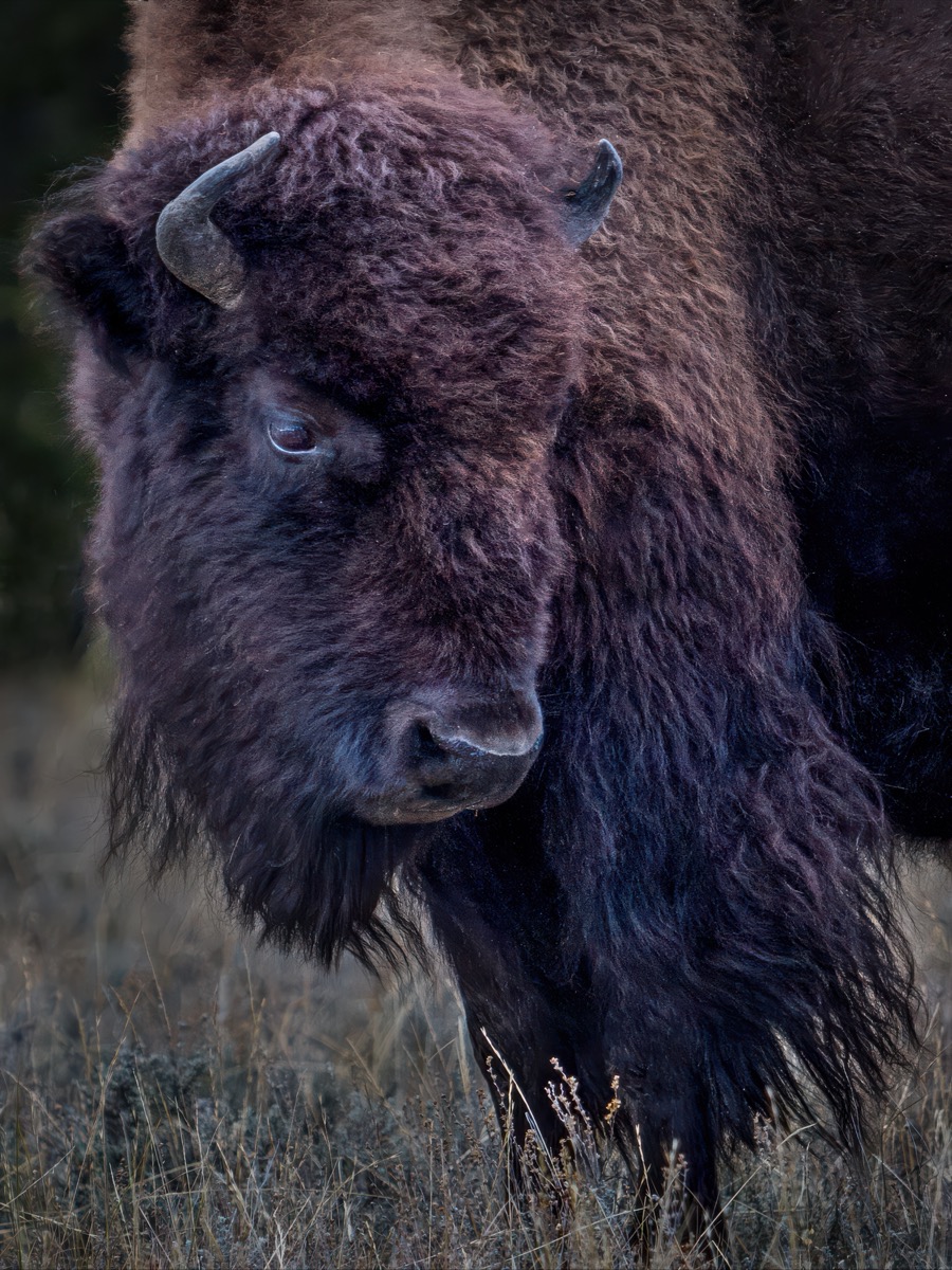 American Bison by Tom Heywood Photography