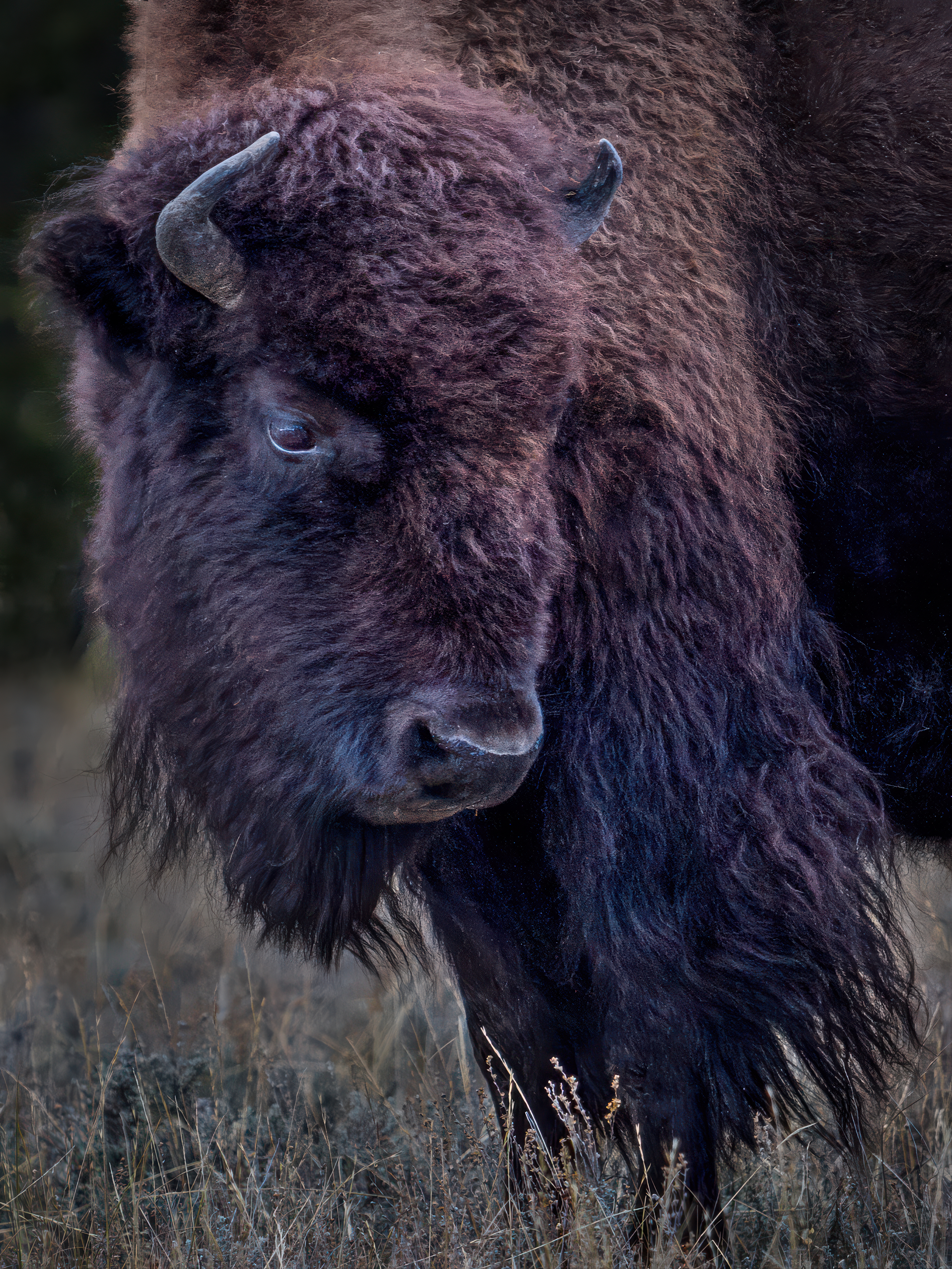American Bison by Tom Heywood Photography