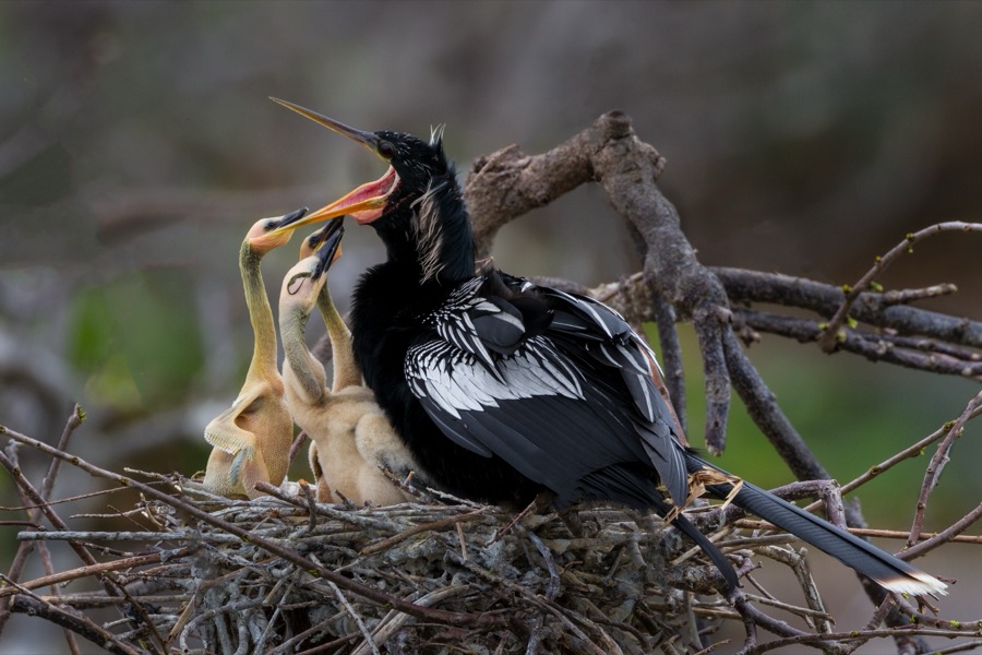 Anhinga Mom and Chicks by Tom Heywood Photography
