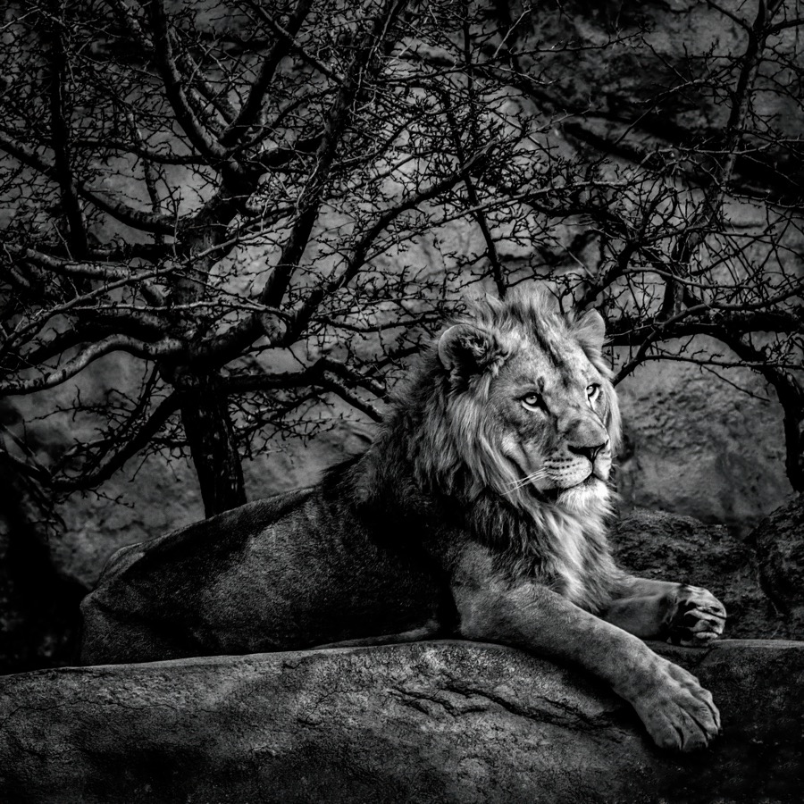 Proud by Tom Heywood Photography