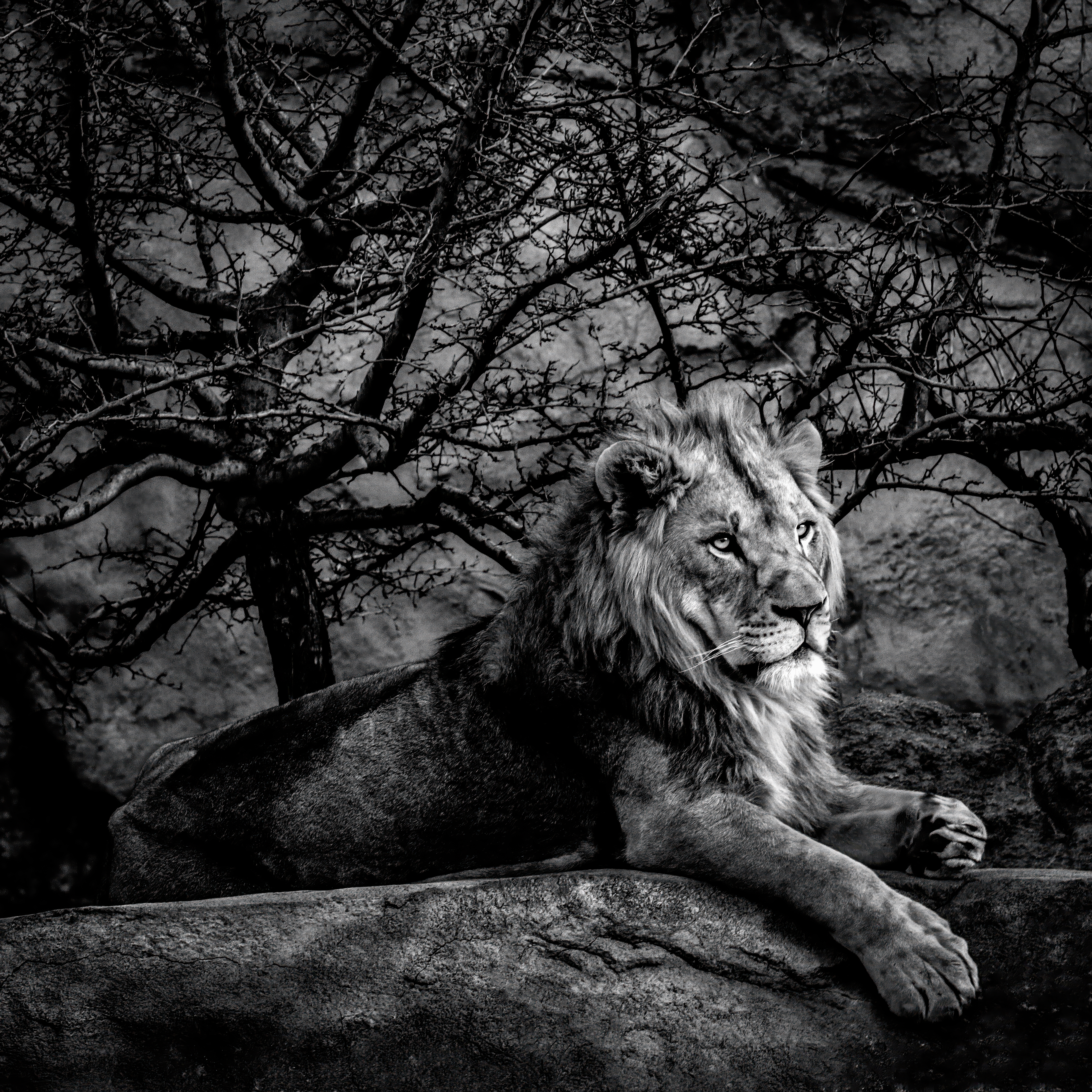 Proud by Tom Heywood Photography