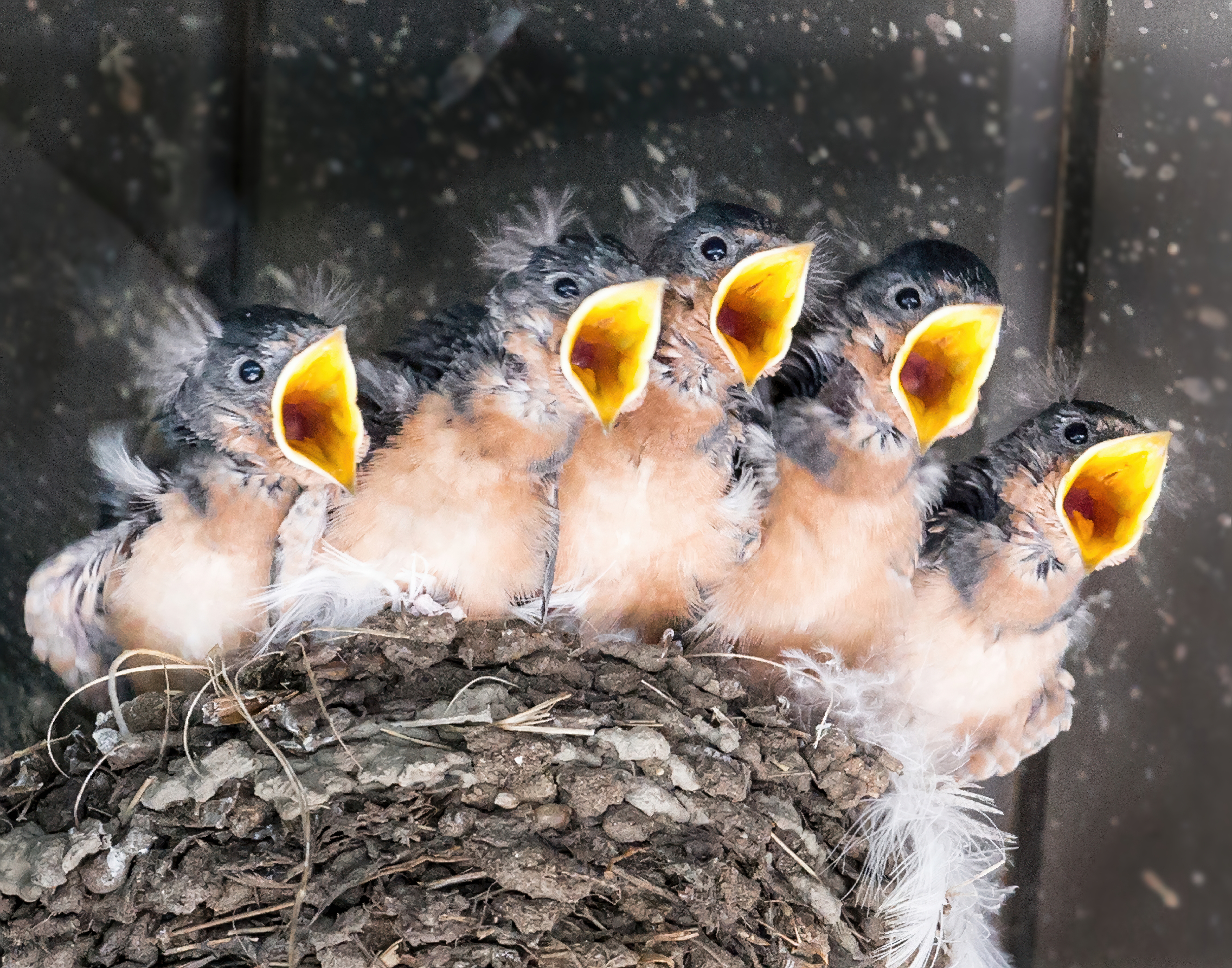 Barn Swallow Chicks by Tom Heywood Photography