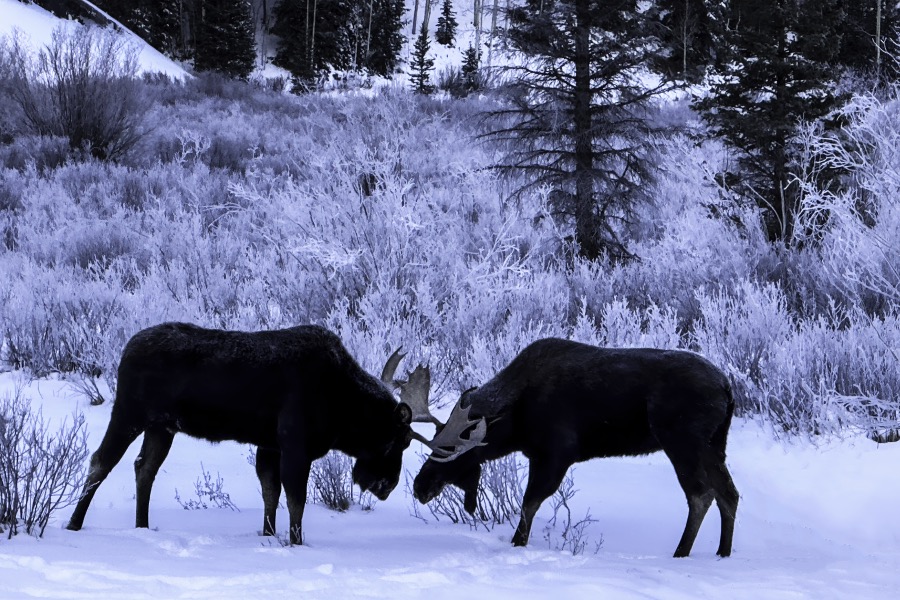 Bull Moose Brothers in Winter by Tom Heywood Photography