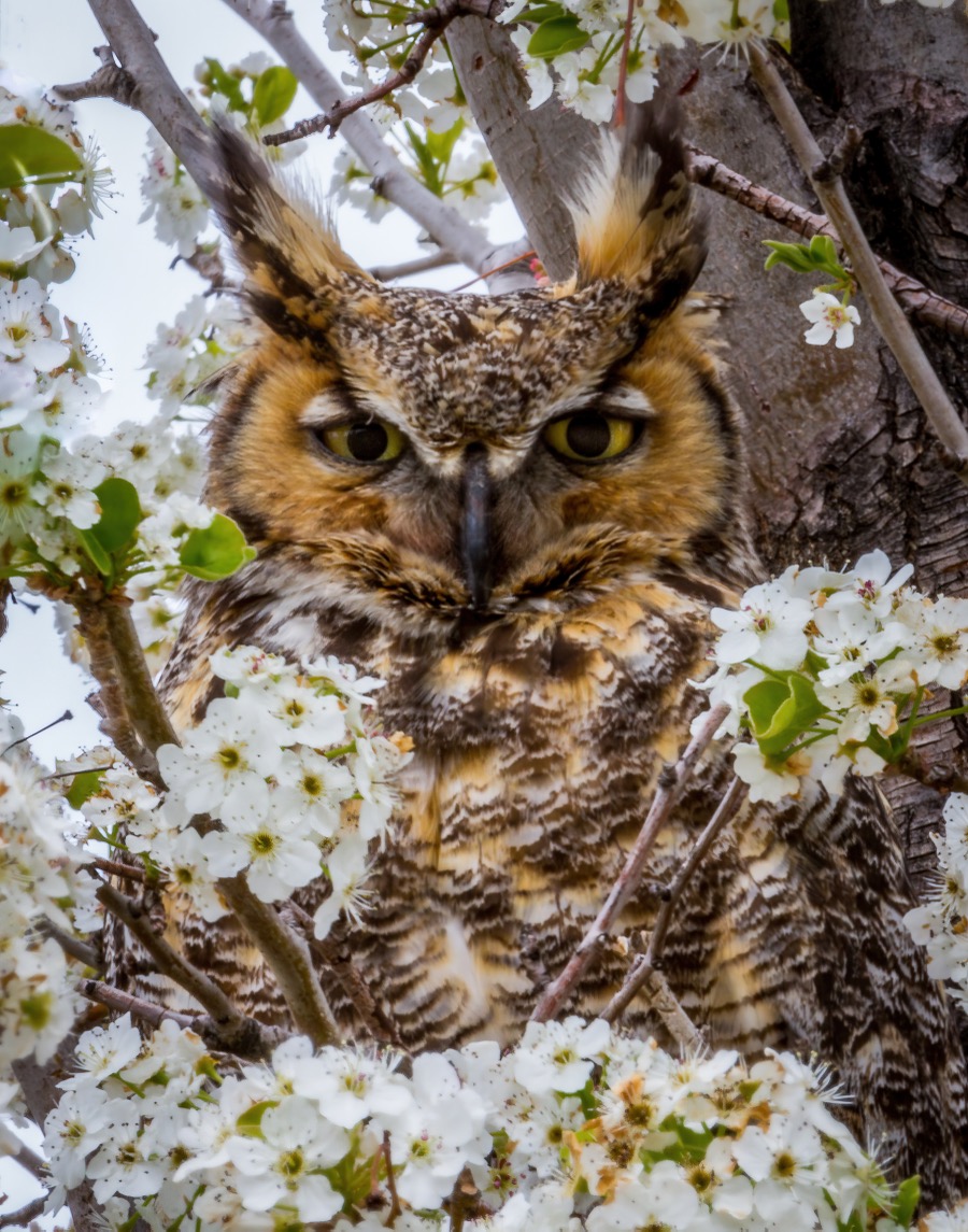 Great Horned Owl by Tom Heywood Photography