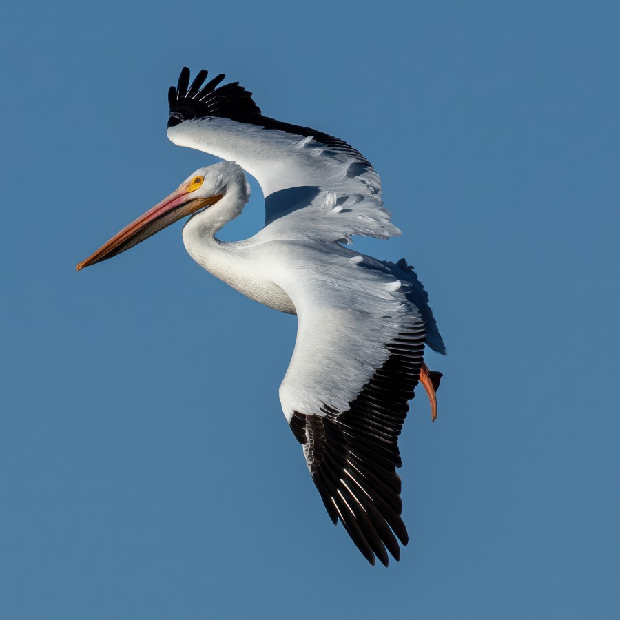 Great American Pelican in Flight by Tom Heywood Photography