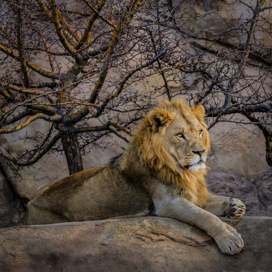 Animals Domestic and Wild fine art landscape photography collection by Tom Heywood Photography