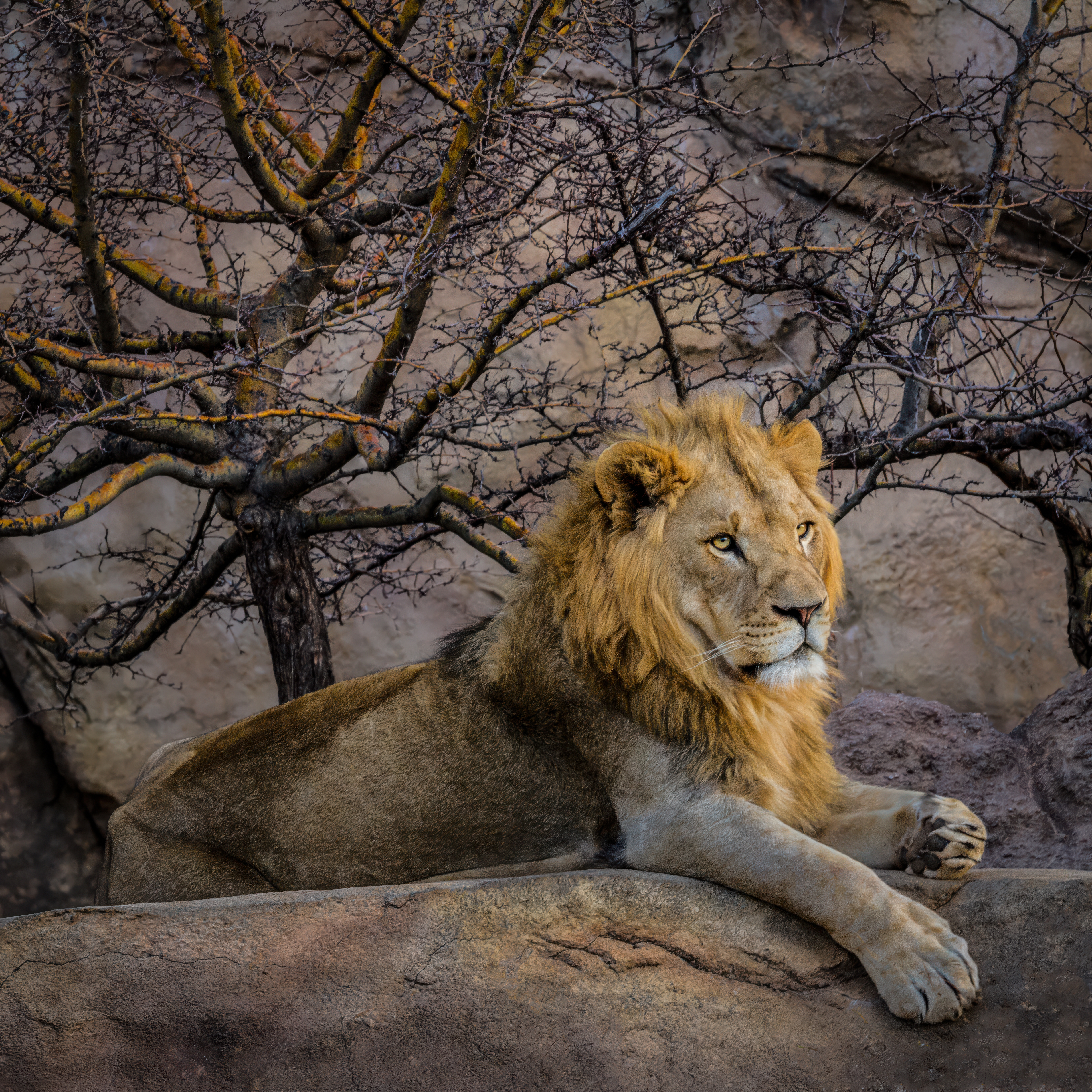 Proud Lion at Sunset by Tom Heywood Photography