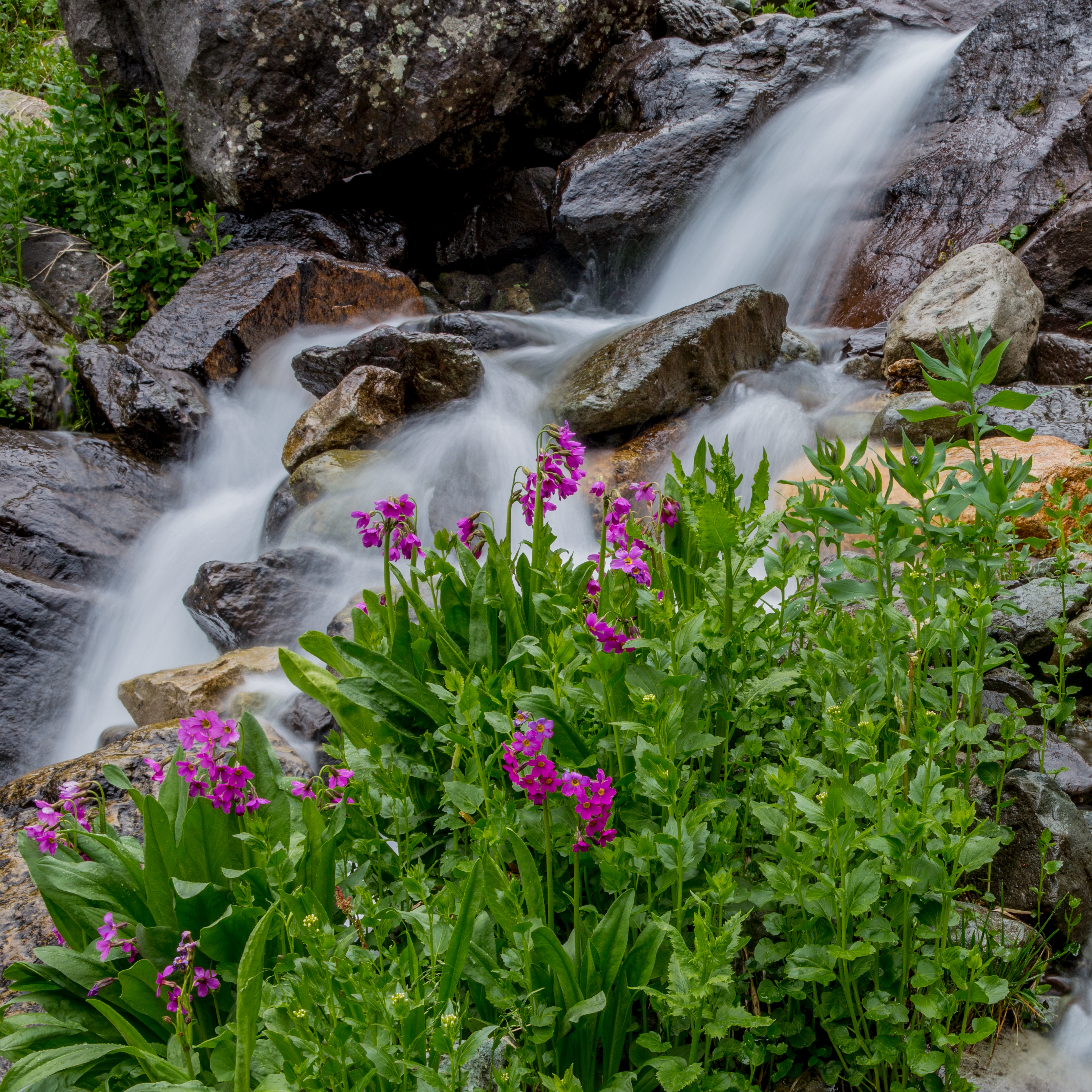 Perry's Primrose Water Left by Tom Heywood Photography