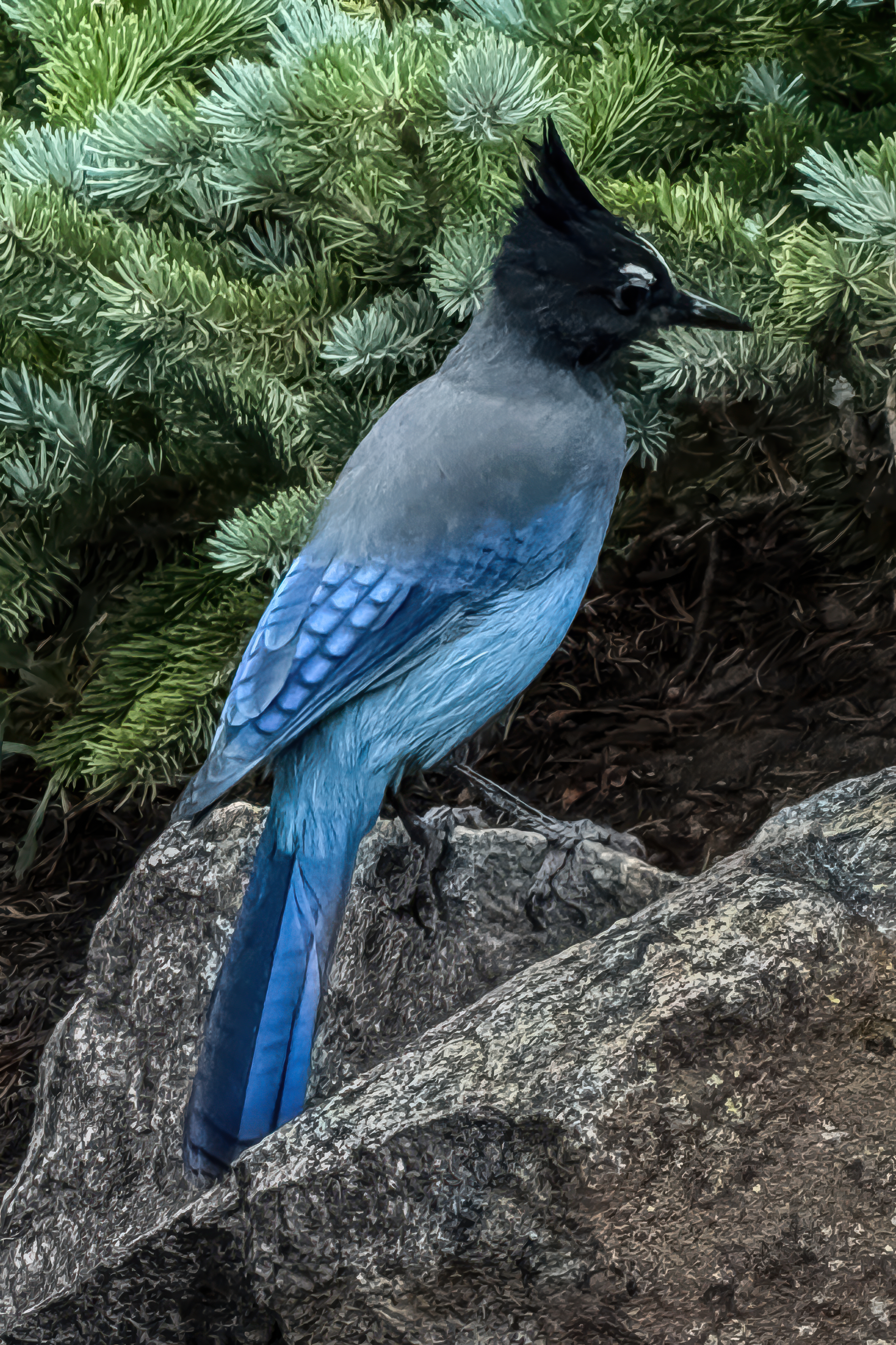 Steller Jay by Tom Heywood Photography