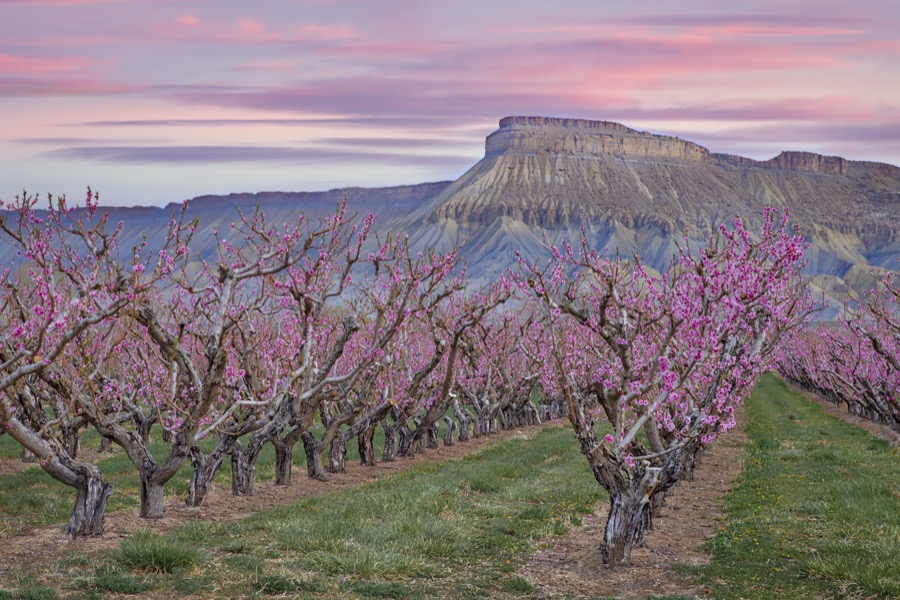 Palisade Peachy Sunrise by Tom Heywood Photography
