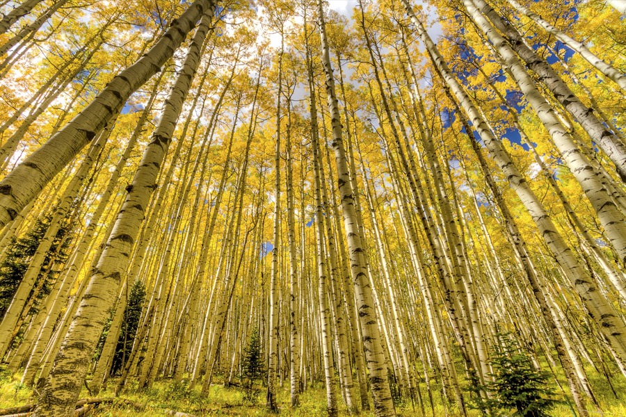 Aspens Wide by Tom Heywood Photography