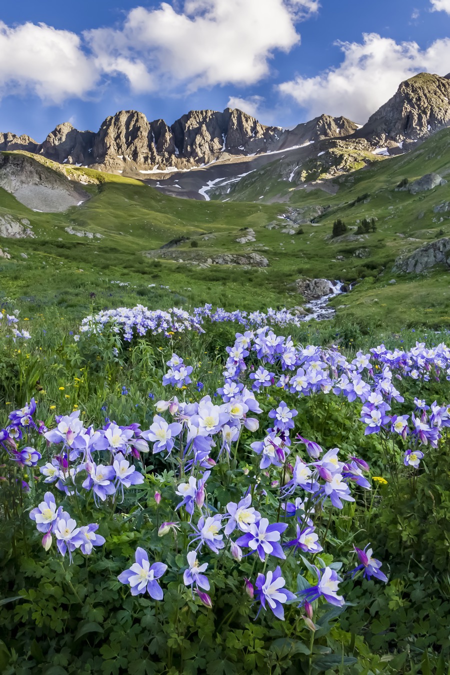 American Basin Columbine by Tom Heywood Photography