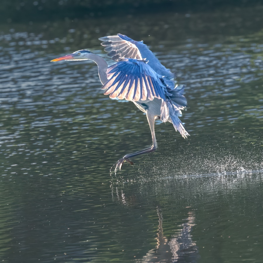 Great Blue Heron Landing by Tom Heywood Photography