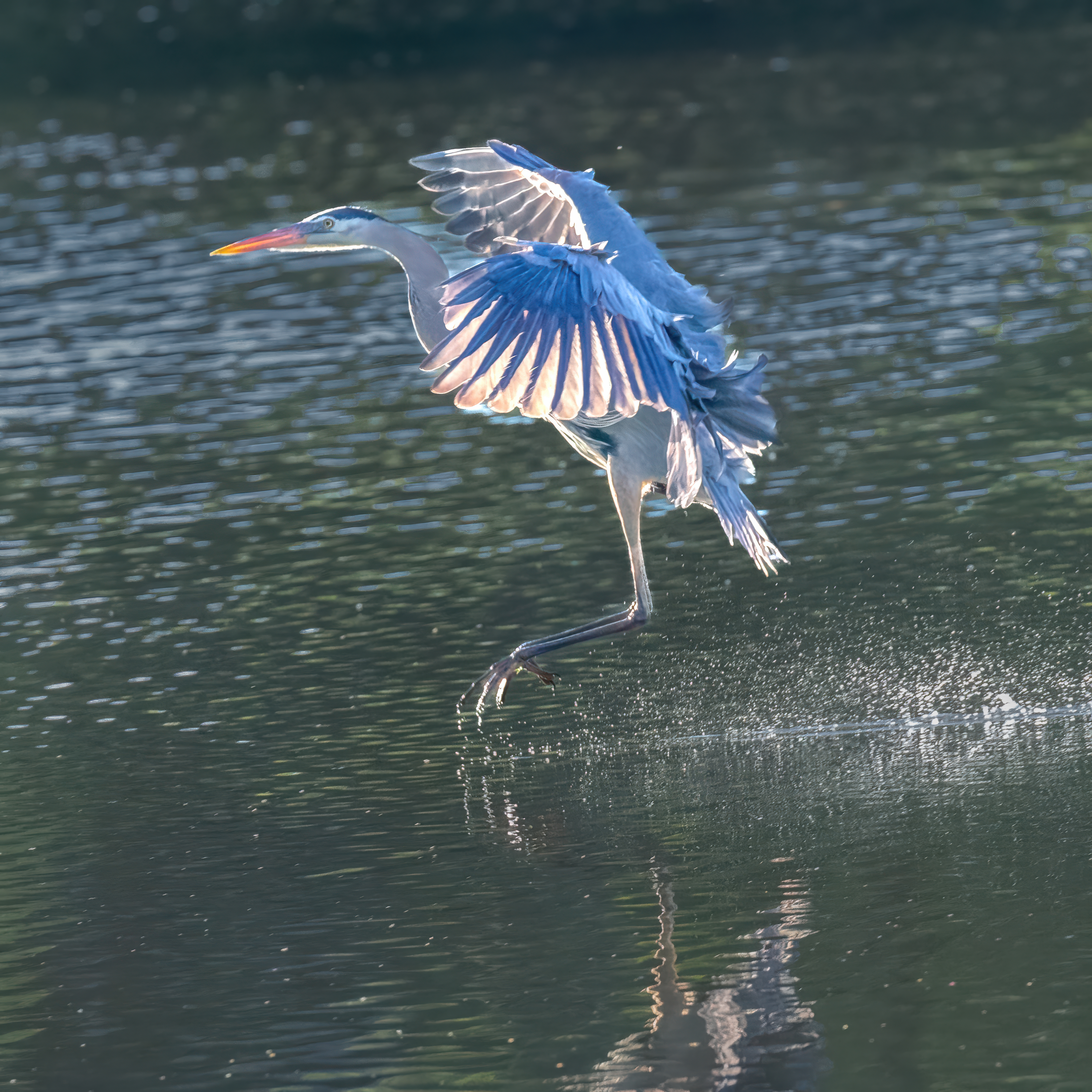 Great Blue Heron Landing by Tom Heywood Photography