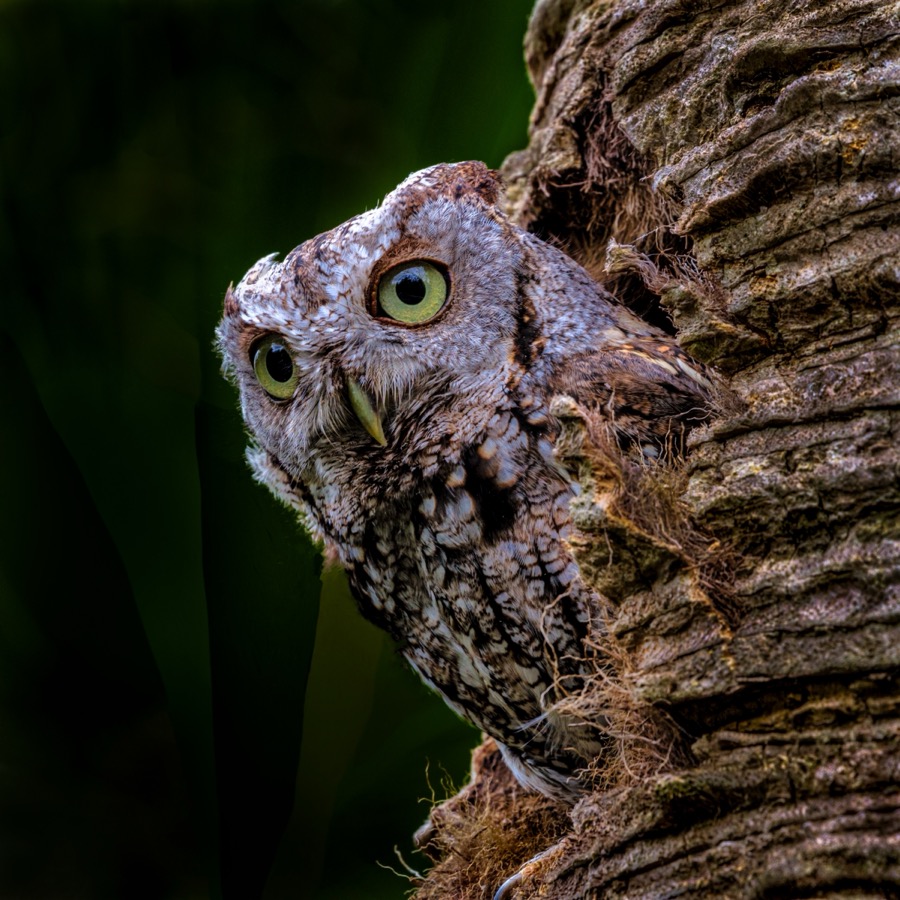 Screech Owl by Tom Heywood Photography