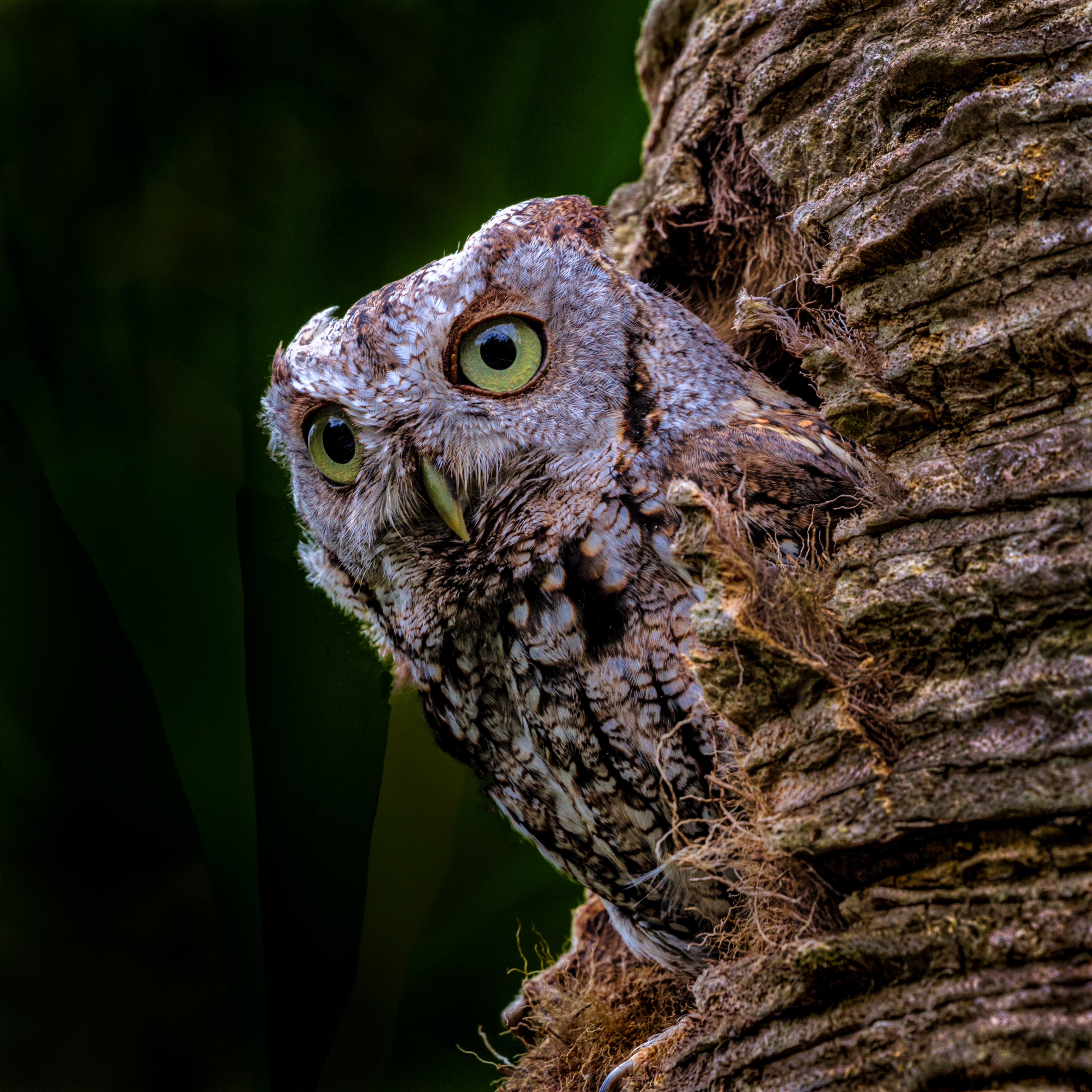 Screech Owl by Tom Heywood Photography