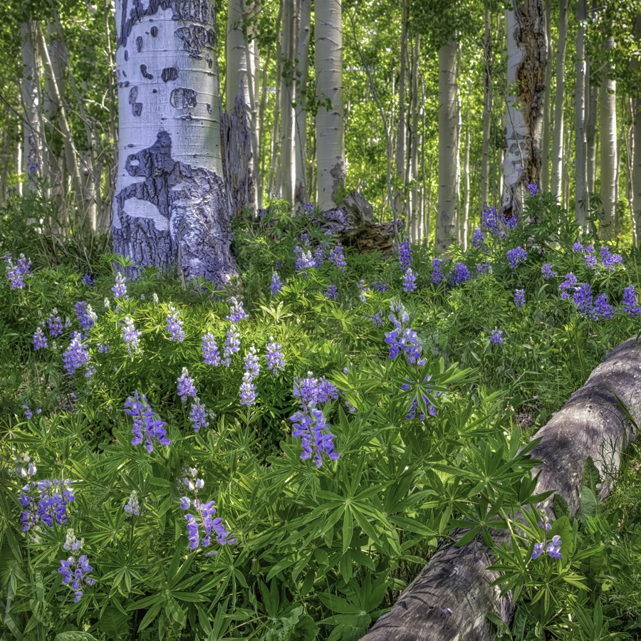 Lupine Forest by Tom Heywood Photography