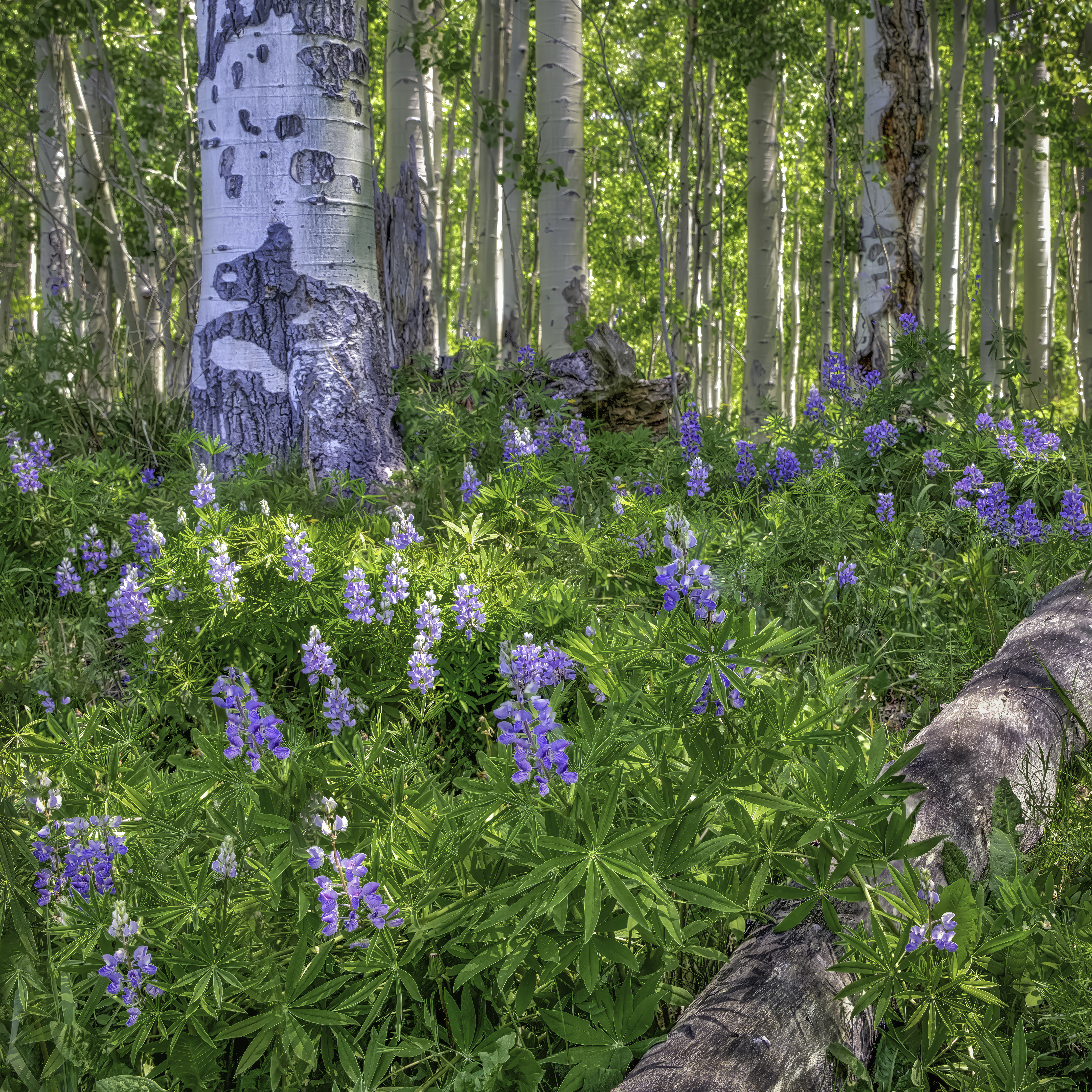 Lupine Forest by Tom Heywood Photography