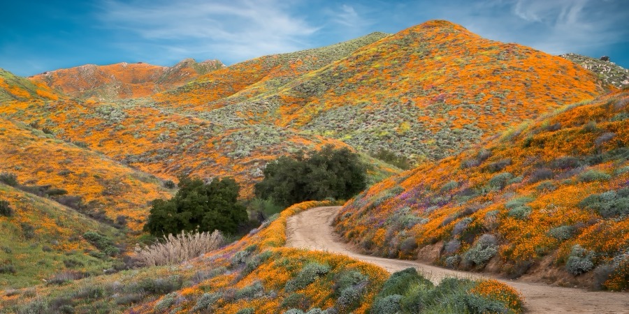 California Superbloom by Tom Heywood Photography