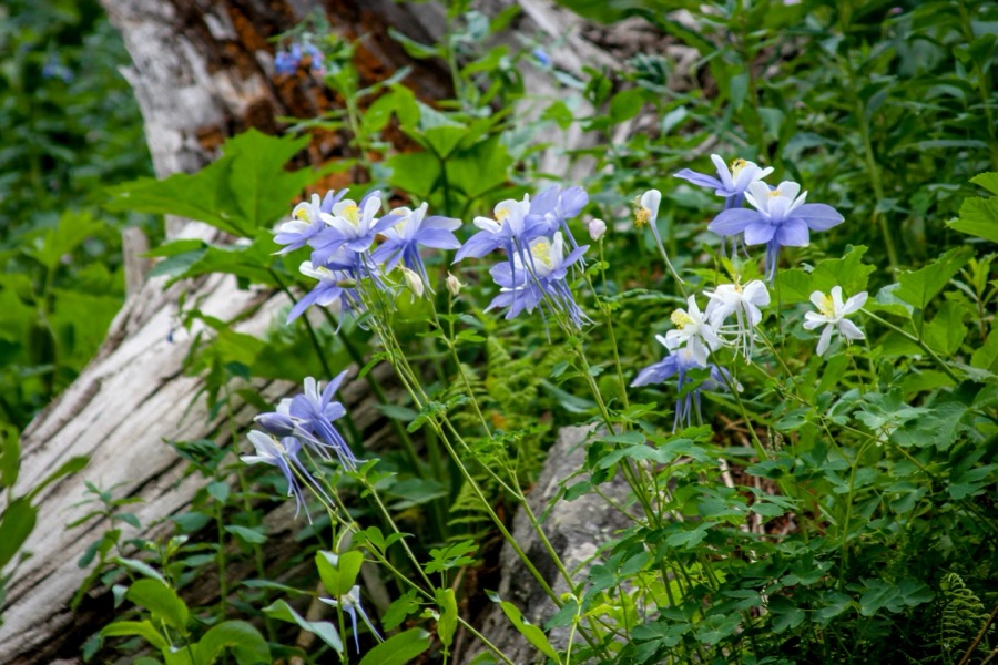 Columbine in the Rocks by Tom Heywood Photography