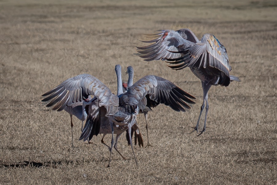 Sand Hill Crane Dance by Tom Heywood Photography