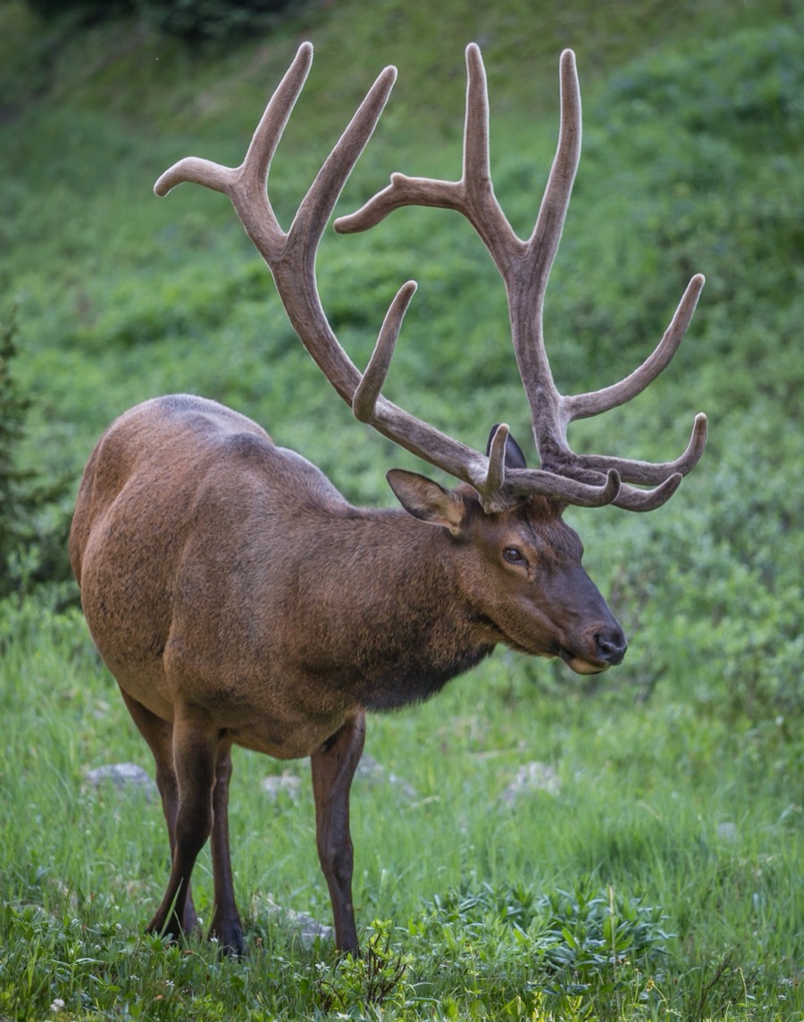 Bull Elk in Velvet by Tom Heywood Photography