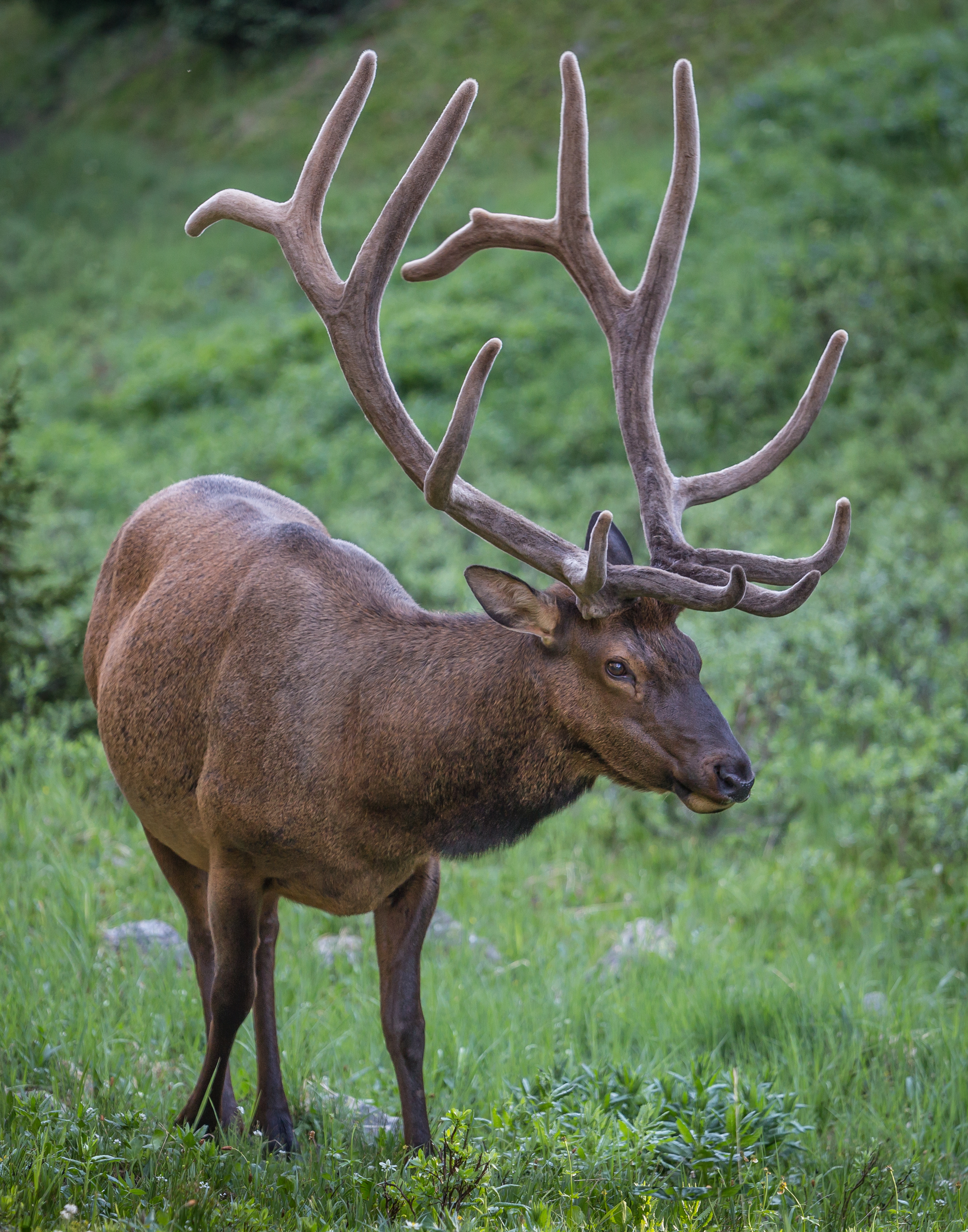 Bull Elk in Velvet by Tom Heywood Photography