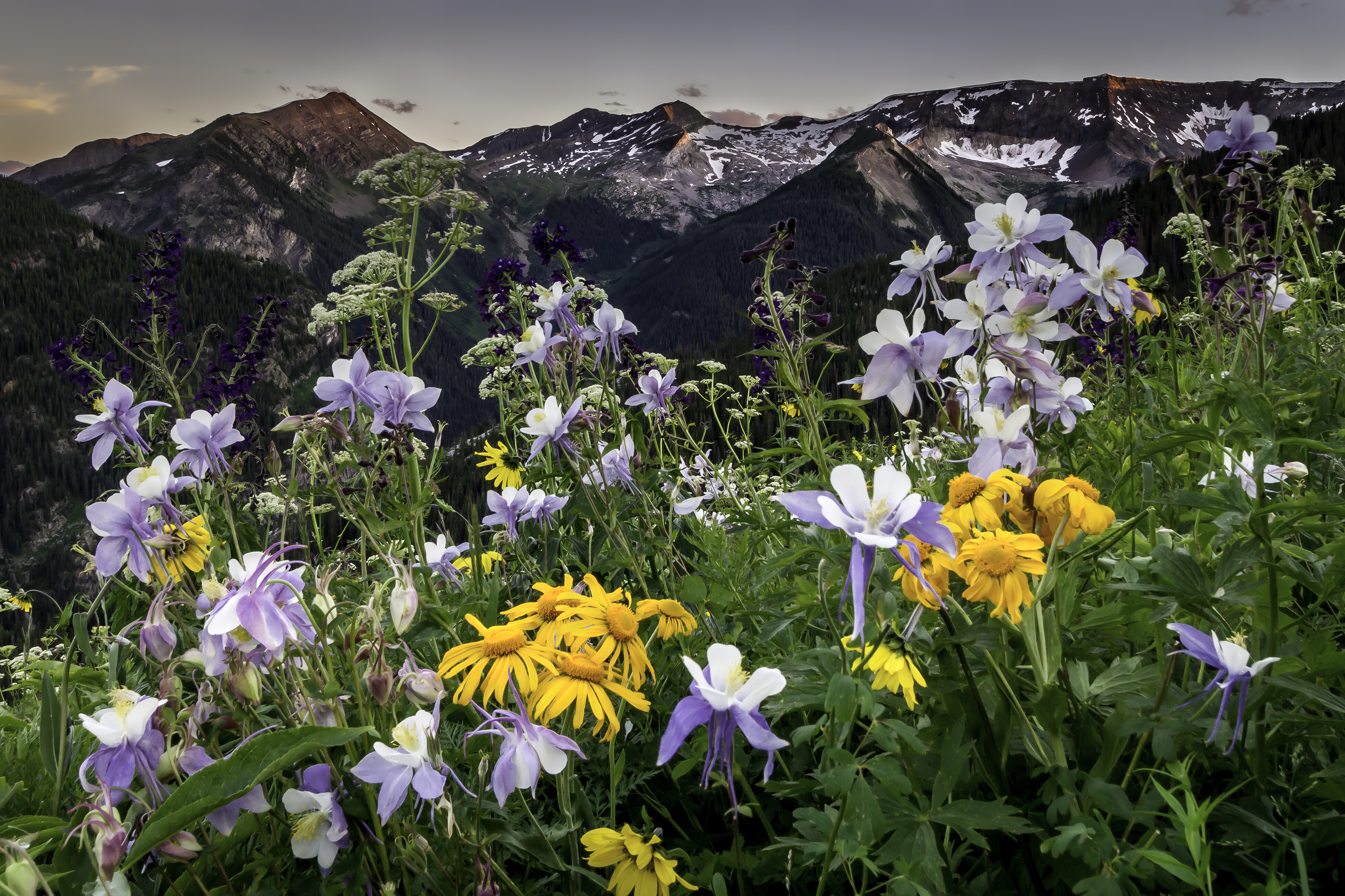Lead King Basin Bouqet by Tom Heywood Photography