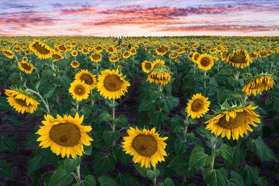 Sunflower Sunrise by Tom Heywood Photography