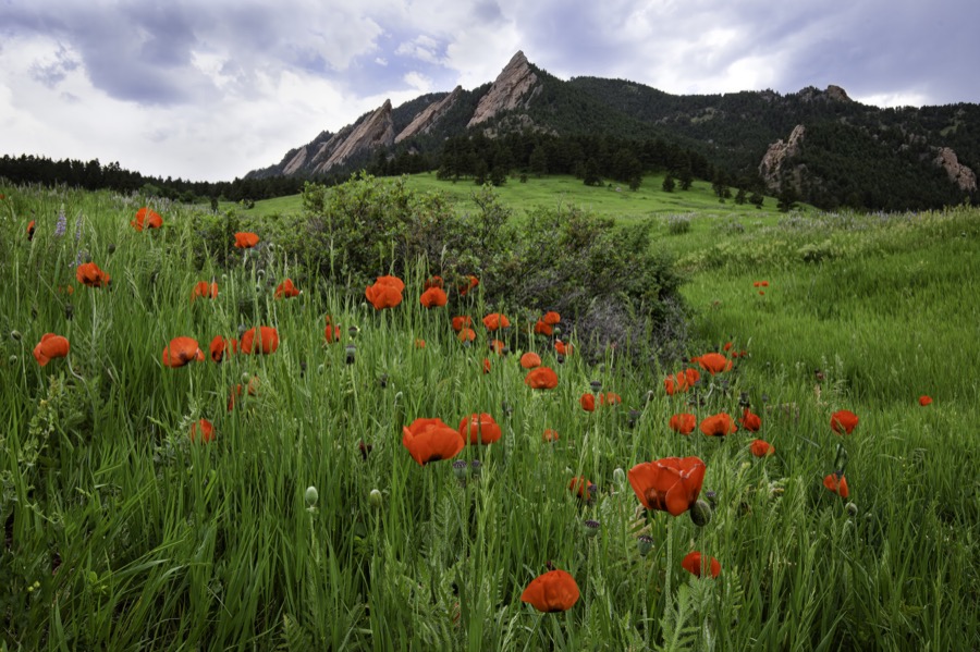 Flatiron Poppies by Tom Heywood Photography